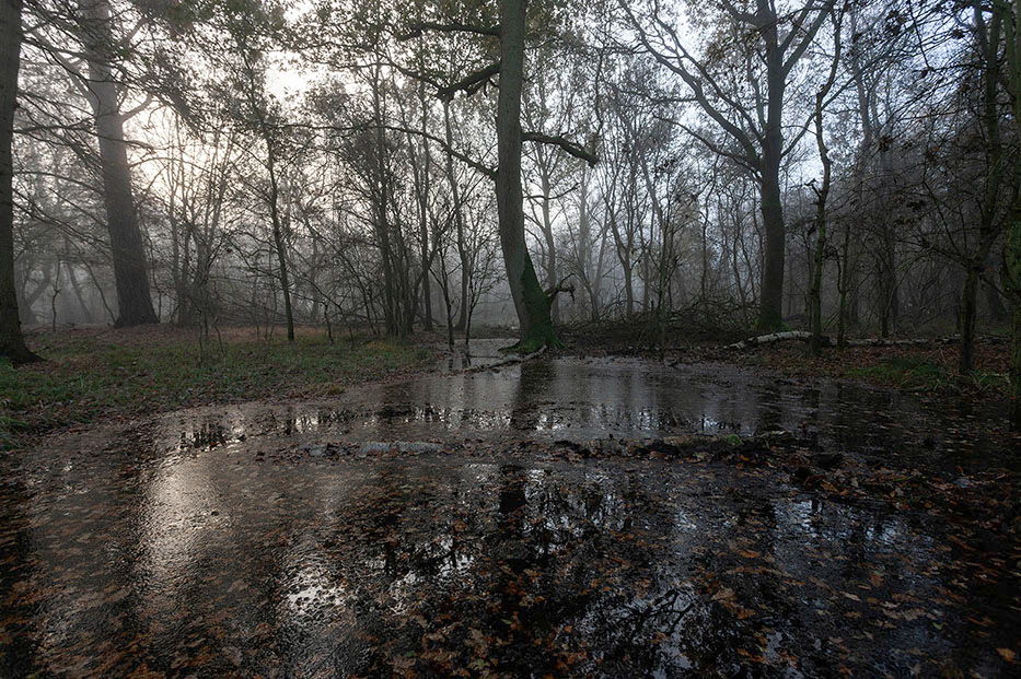 Cavenham Heath, Suffolk