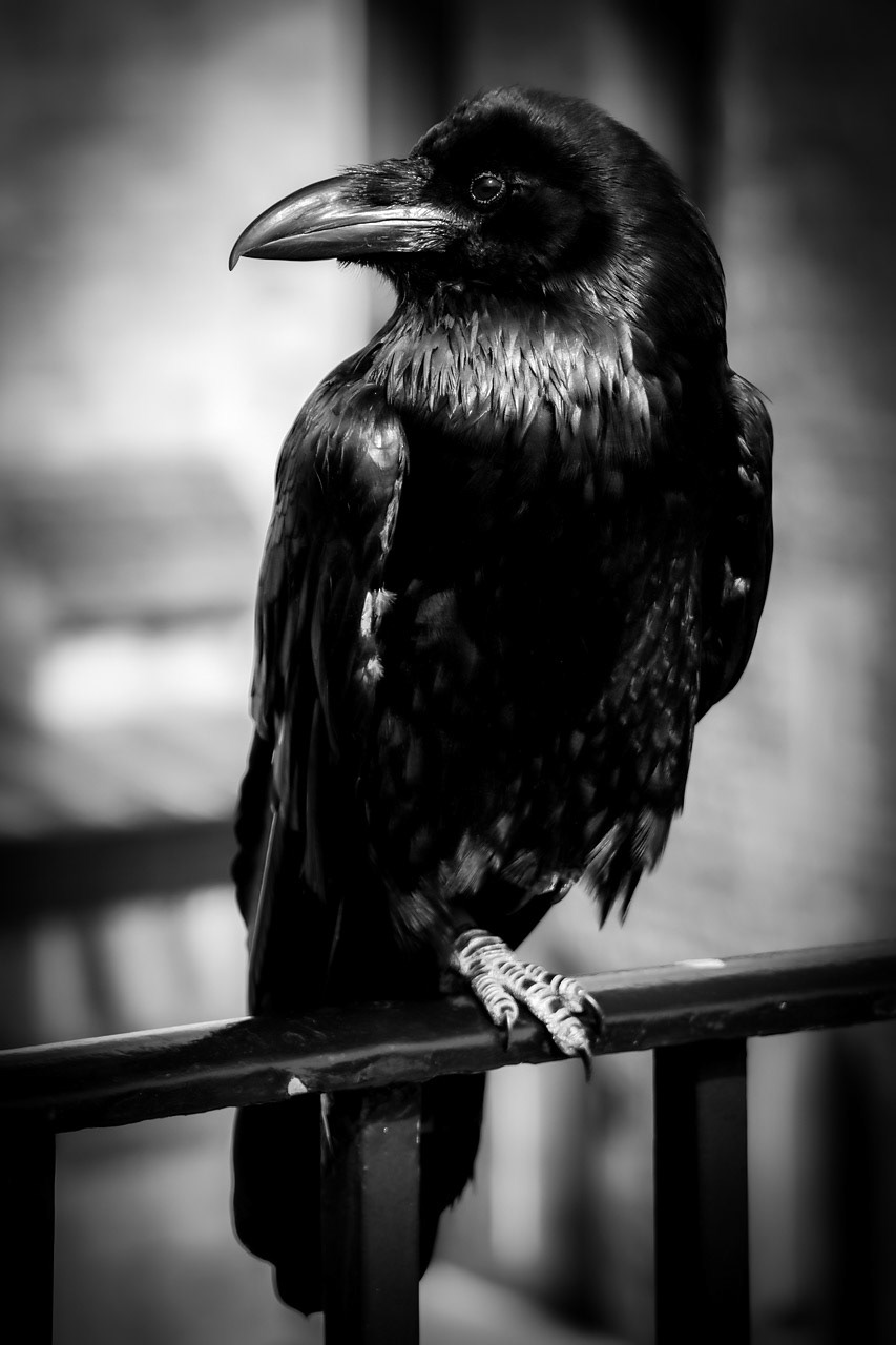 Photographie Animalière