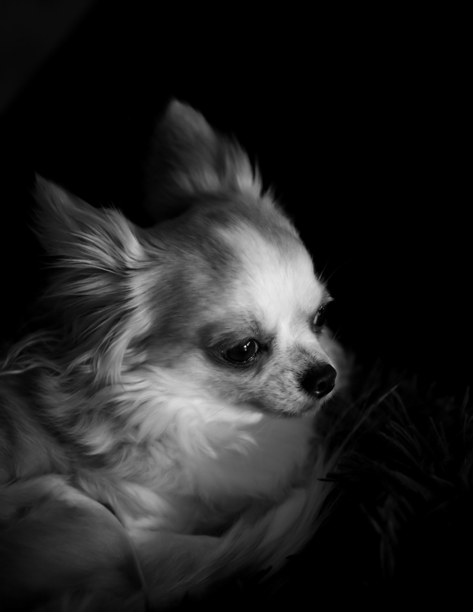 Photographie Animalière