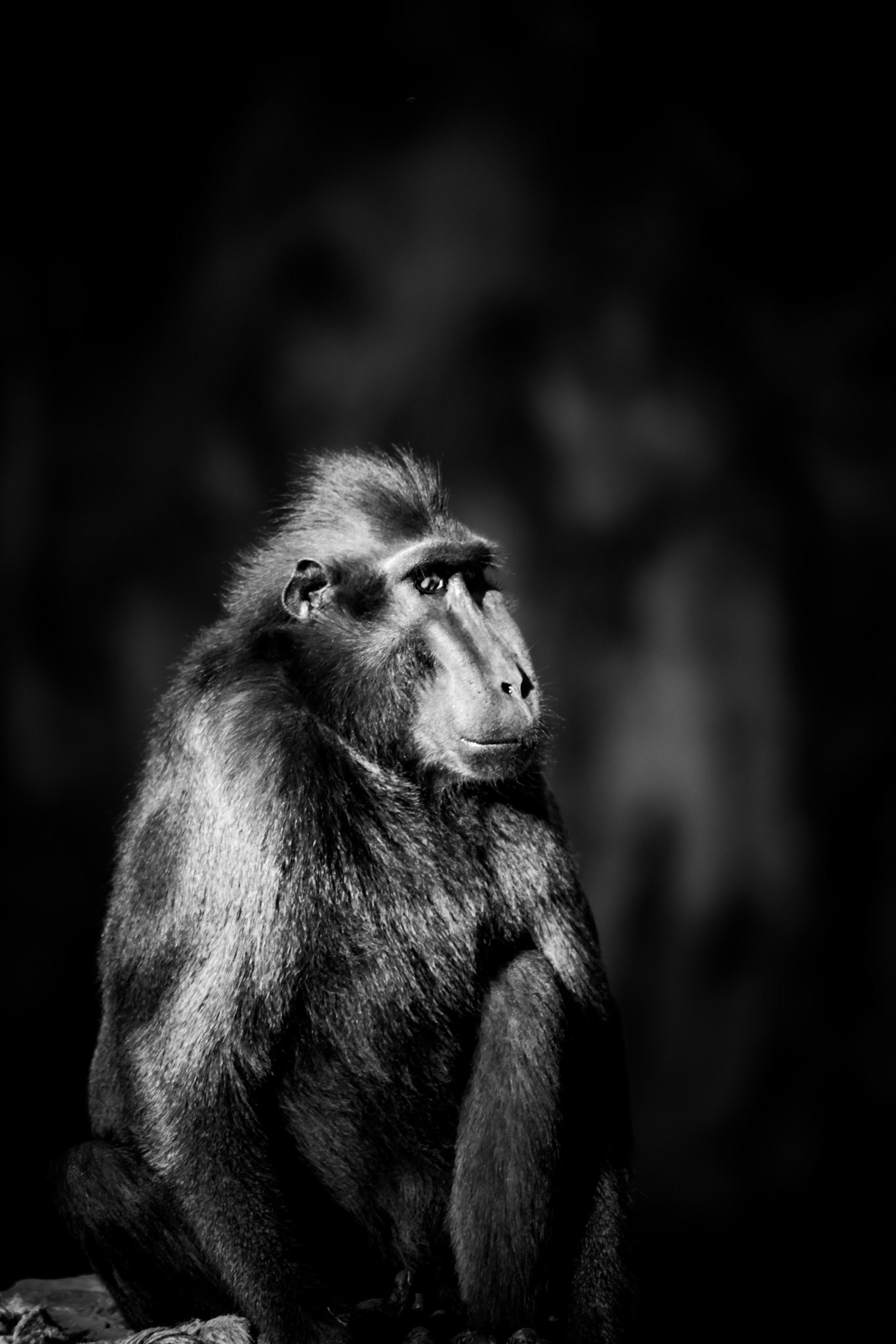 Photographie Animalière