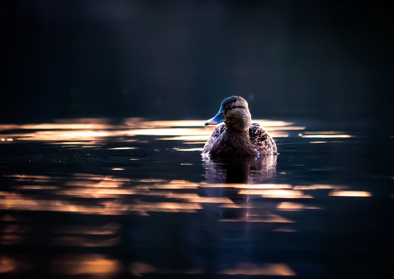 Photographie Animalière