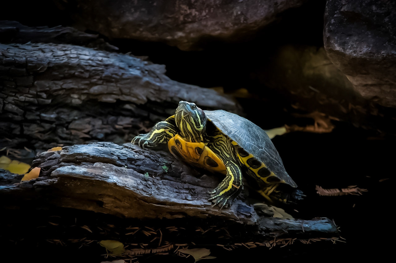 Photographie Animalière