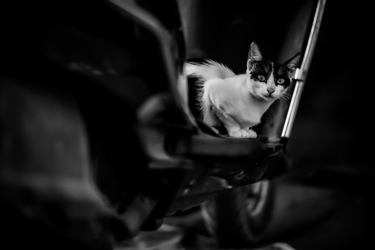 Photographie Animalière