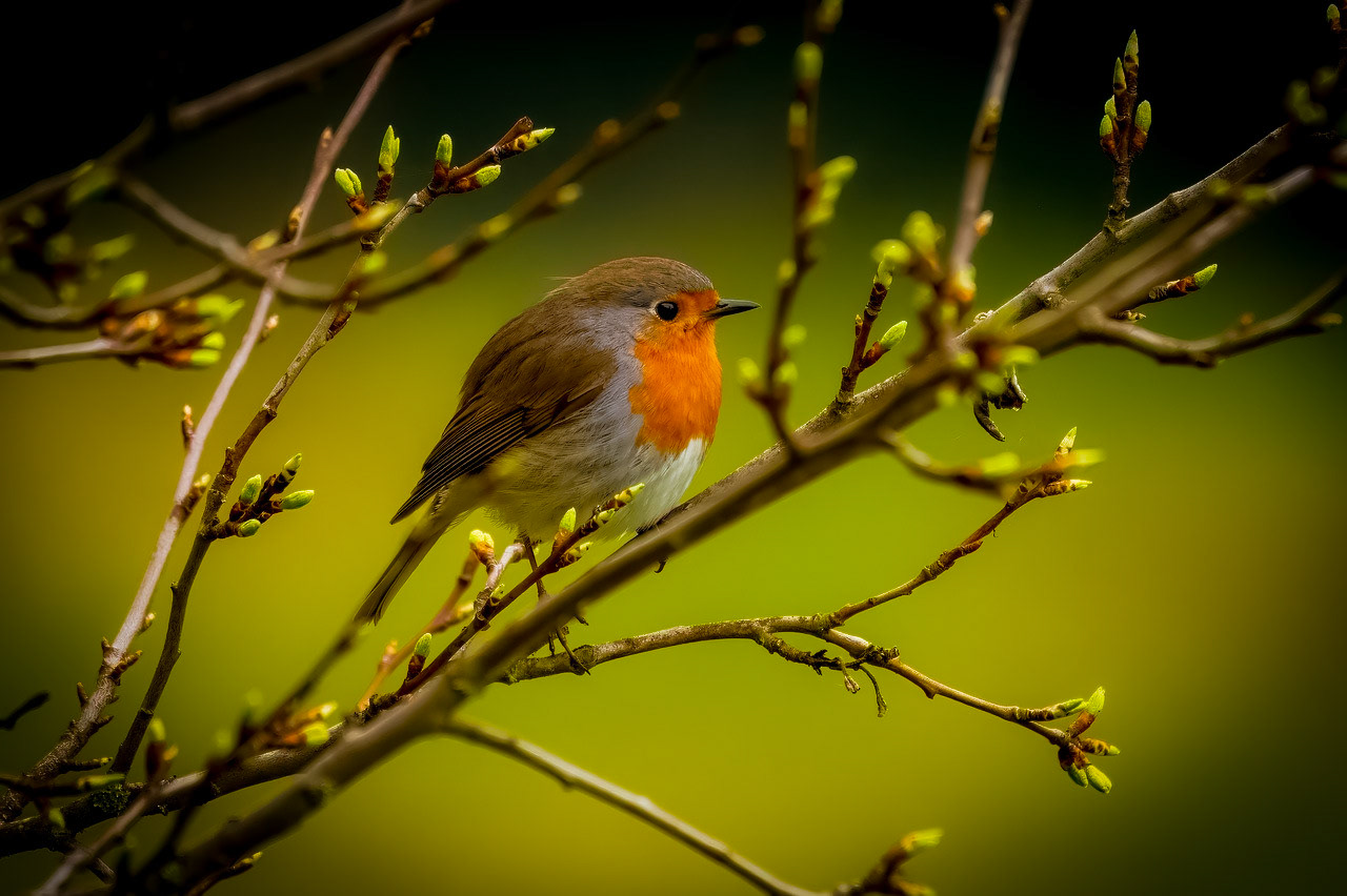 Photographie Animalière