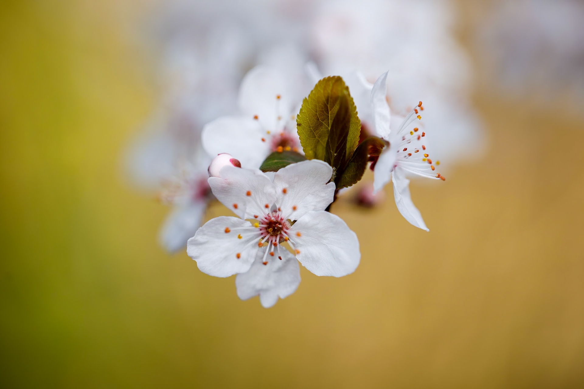 _2024-02-15__Canon__Canon EOS 5D Mark IV__ EF100mm f/2.8L Macro IS USM__f/3.2__1/200 sec__Staines Road__Wraysbury__England__51°27'19.278" N 0°33'17.4852" W
