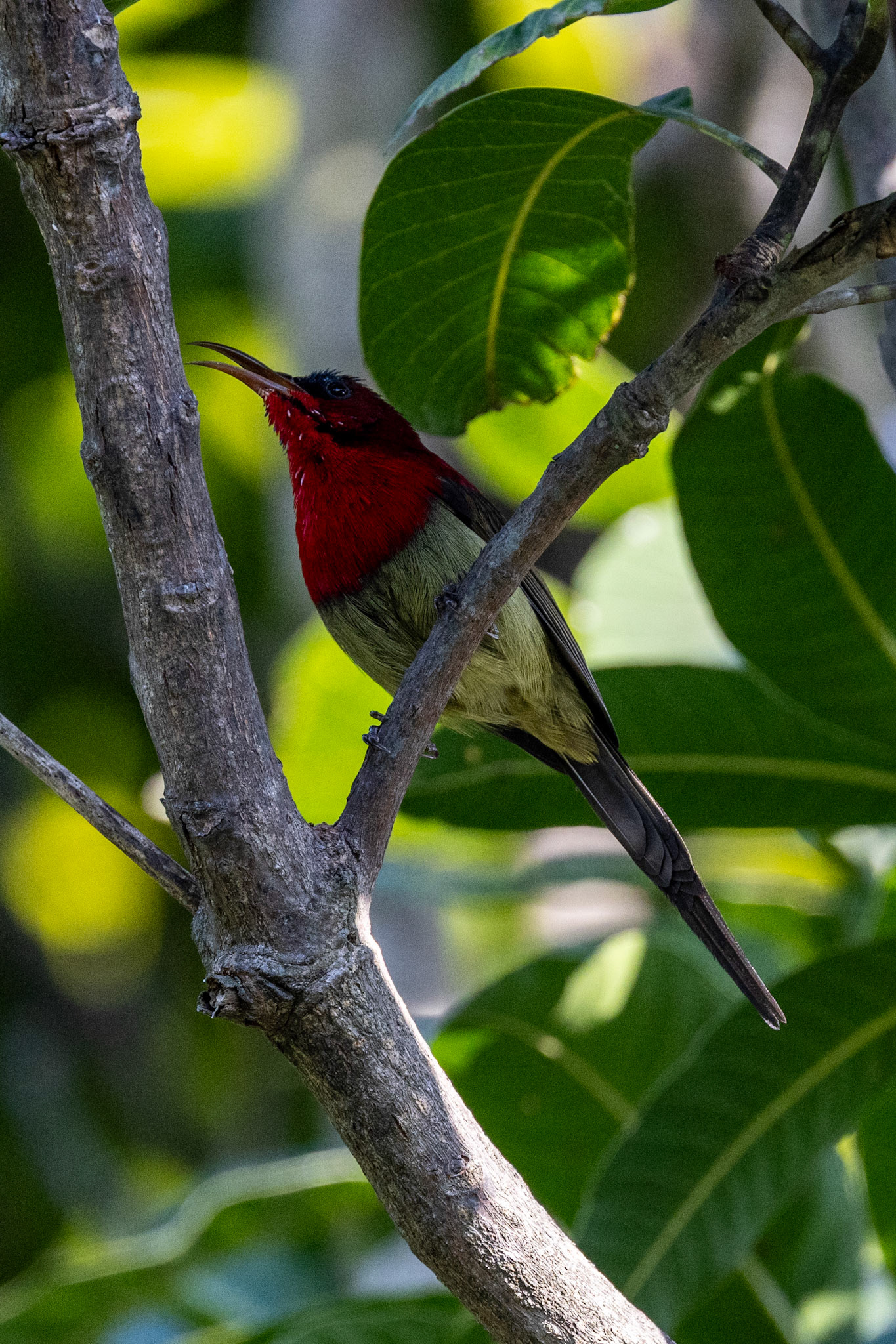 __2025-12-01__Canon__Canon EOS R3__ RF100-500mm F4.5-7.1 L IS USM__f/7.1__1/1000 sec__Ghoji__Sult__India__29°34'0.7068" N 79°6'36.4752" E