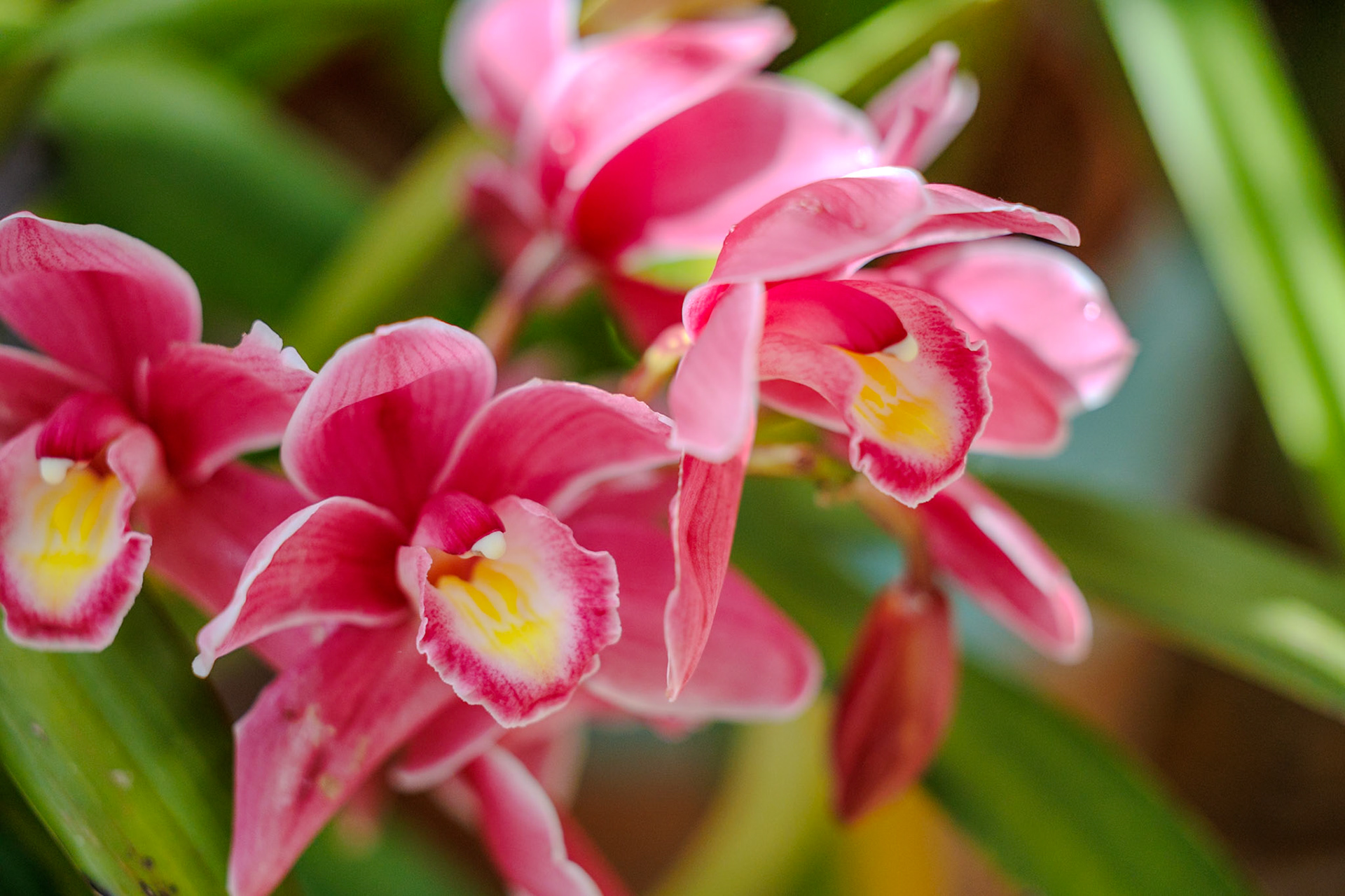 2025-03-30 18:28:35_RF70-200mm F2.8 L IS USM_f/3.2_1/4000 sec_Cymbidium hybrid__Mountskip_Helsby_England_53°16'11.7912" N 2°46'4.836" W