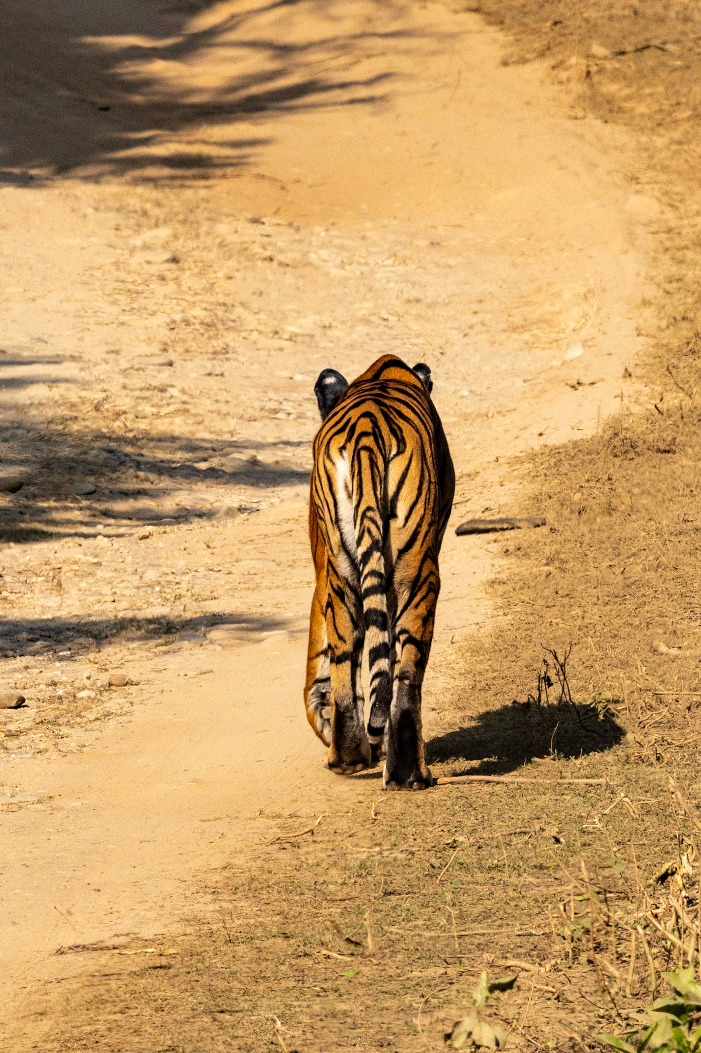 Tiger__2025-12-02__Canon__Canon EOS R3__ RF100-500mm F4.5-7.1 L IS USM__f/13__1/800 sec____JhirnaFRH__India__29°26'53.0772" N 78°52'55.9308" E