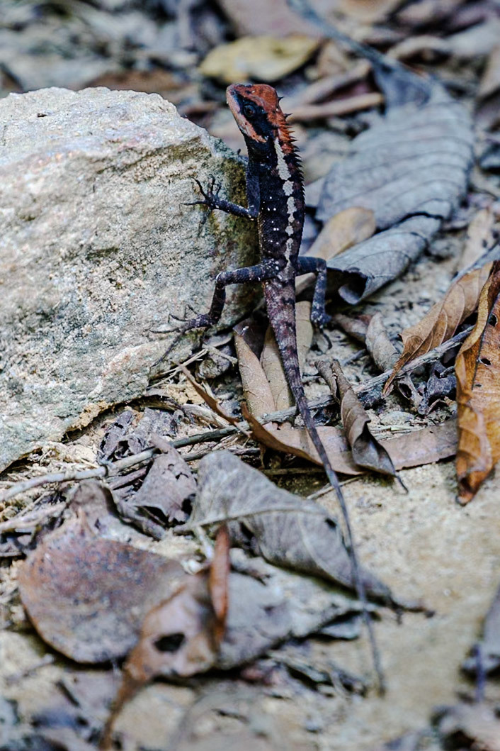 2025-02-11 14:06:32_RF70-200mm F2.8 L IS USM_f/2.8_1/800 sec_8°54'45.6912" N 98°31'4.1772" E