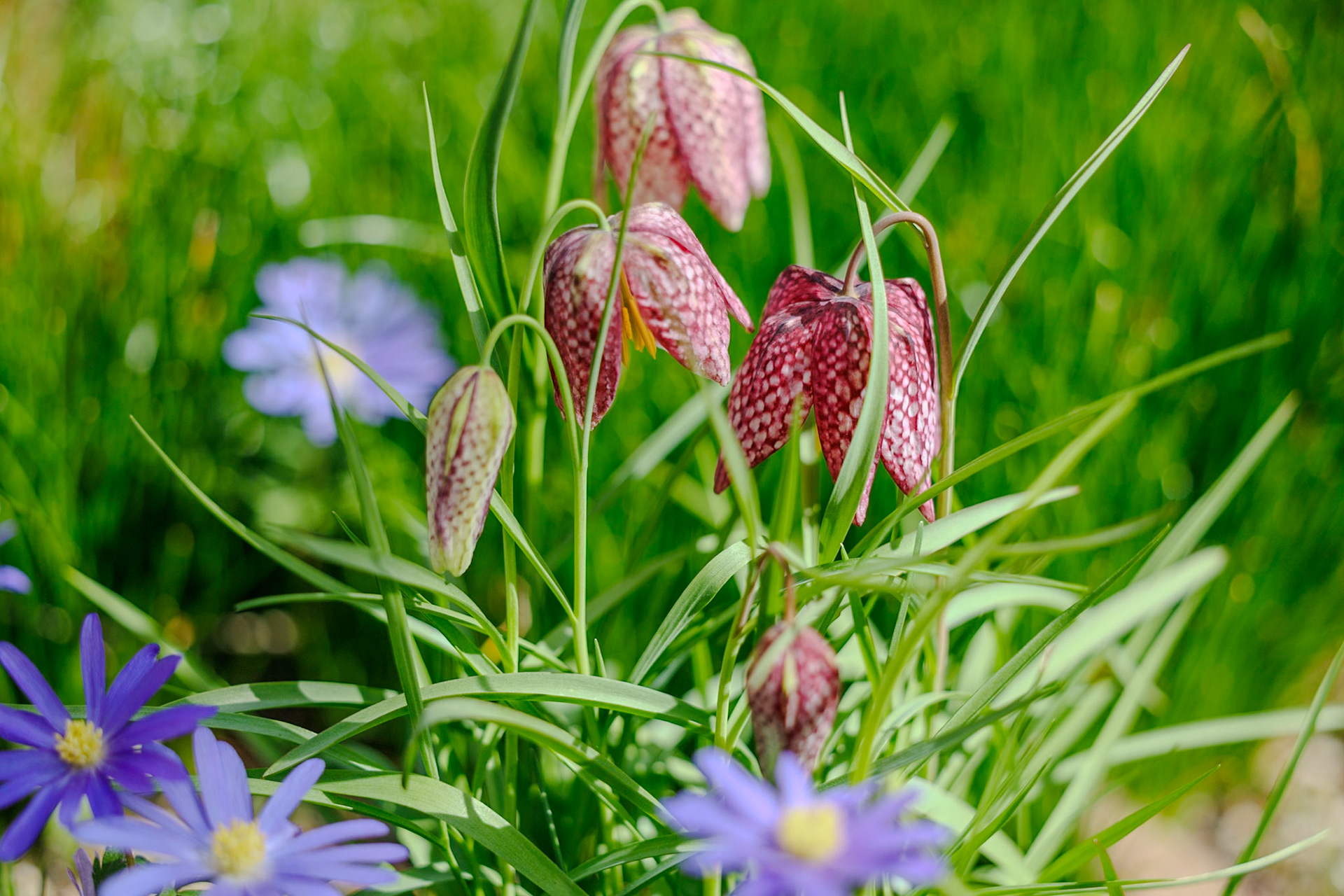 _2025-03-30__Canon__Canon EOS R3__ RF70-200mm F2.8 L IS USM__f/3.2__1/4000 sec__Robin Hood Lane__Helsby__England__53°16'11.946" N 2°46'4.71" W