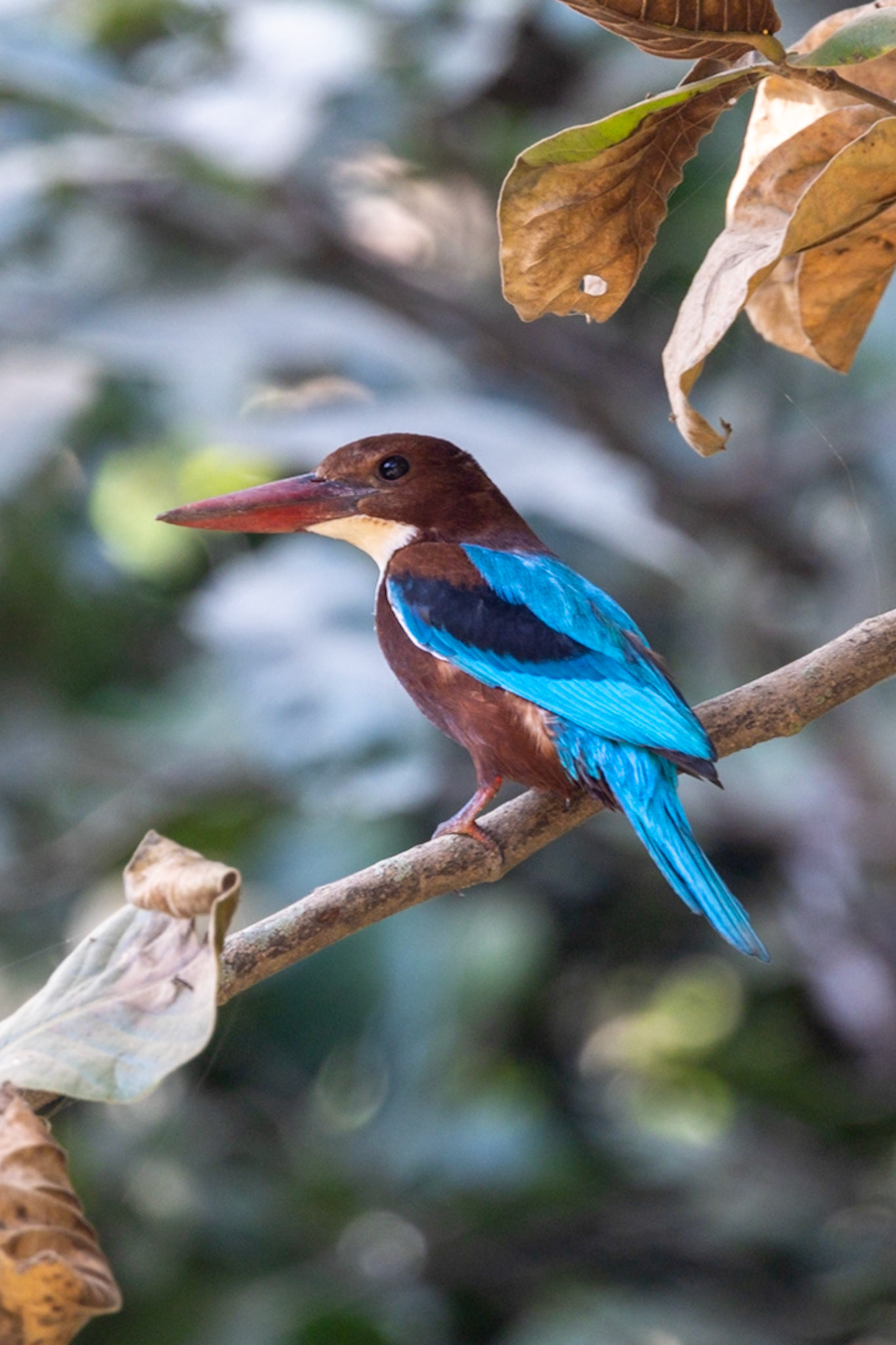 White-throated Kingfisher__2025-12-02__Canon__Canon EOS R3__ RF100-500mm F4.5-7.1 L IS USM__f/7.1__1/100 sec__Jhirna Tourism Rd.__JhirnaFRH__India__29°26'25.0008" N 78°54'9.504" E