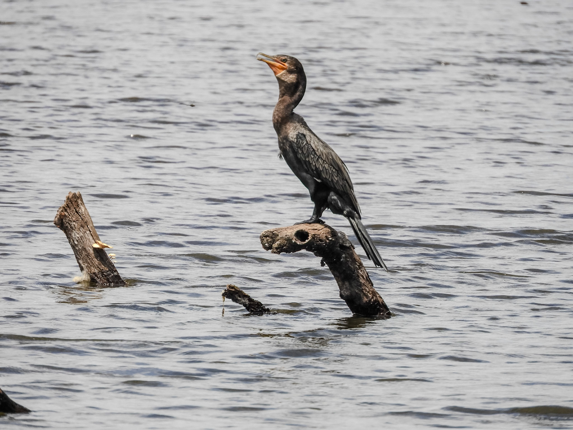 2018-11-04 09:32:32__f/5.6_1/640 sec__Tambopata_Peru_12°36'14.6988" S 69°2'15.3708" W