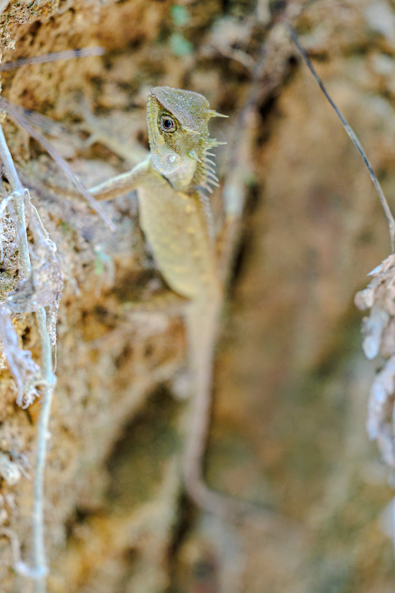 Changeable lizard__2025-02-11__Canon__Canon EOS R3__ RF70-200mm F2.8 L IS USM__f/2.8__1/15 sec__Nature Trail 3____Thailand__8°54'58.224" N 98°31'33.948" E