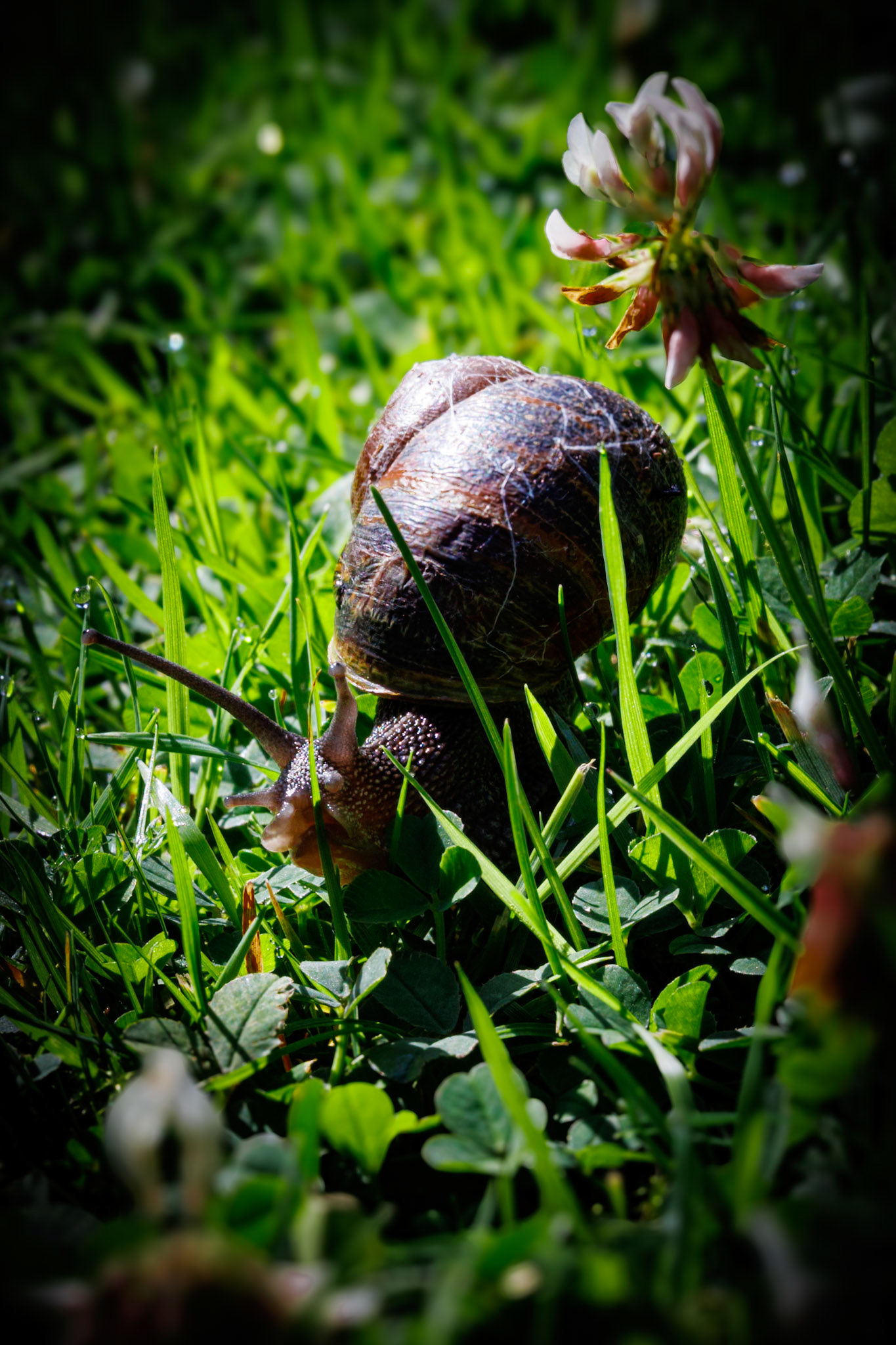 Common Garden Snail__2024-07-17__Canon__Canon EOS R3__ EF100mm f/2.8L Macro IS USM__f/32__1/100 sec__Old School Court__Hythe End__England__51°27'18.9" N 0°33'21.1212" W