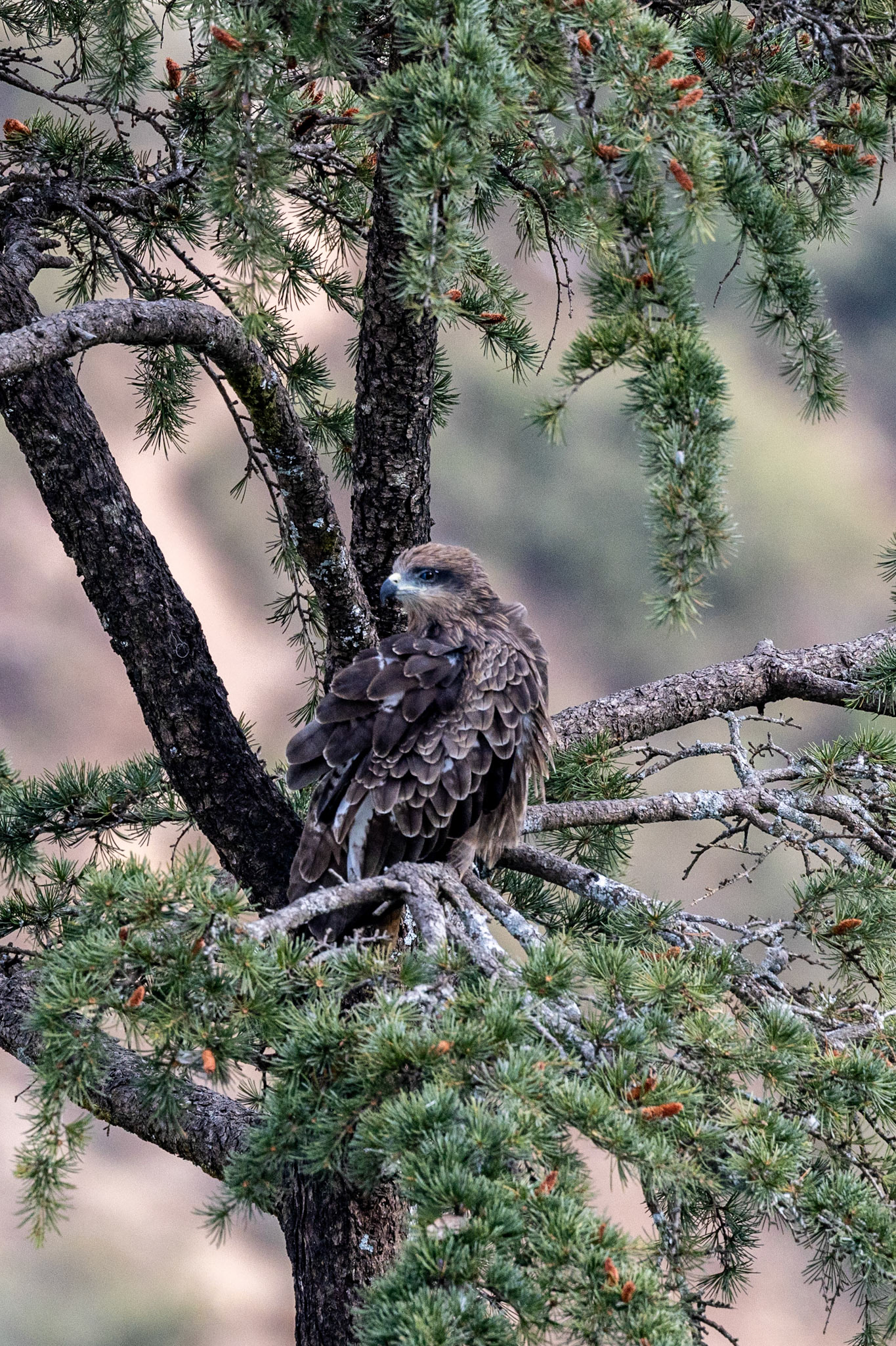 Black Kite__2025-12-13__Canon__Canon EOS R3__ RF100-500mm F4.5-7.1 L IS USM__f/8__1/1000 sec__Kora Circuit__Dharamshala__India__32°13'49.3968" N 76°19'32.6928" E