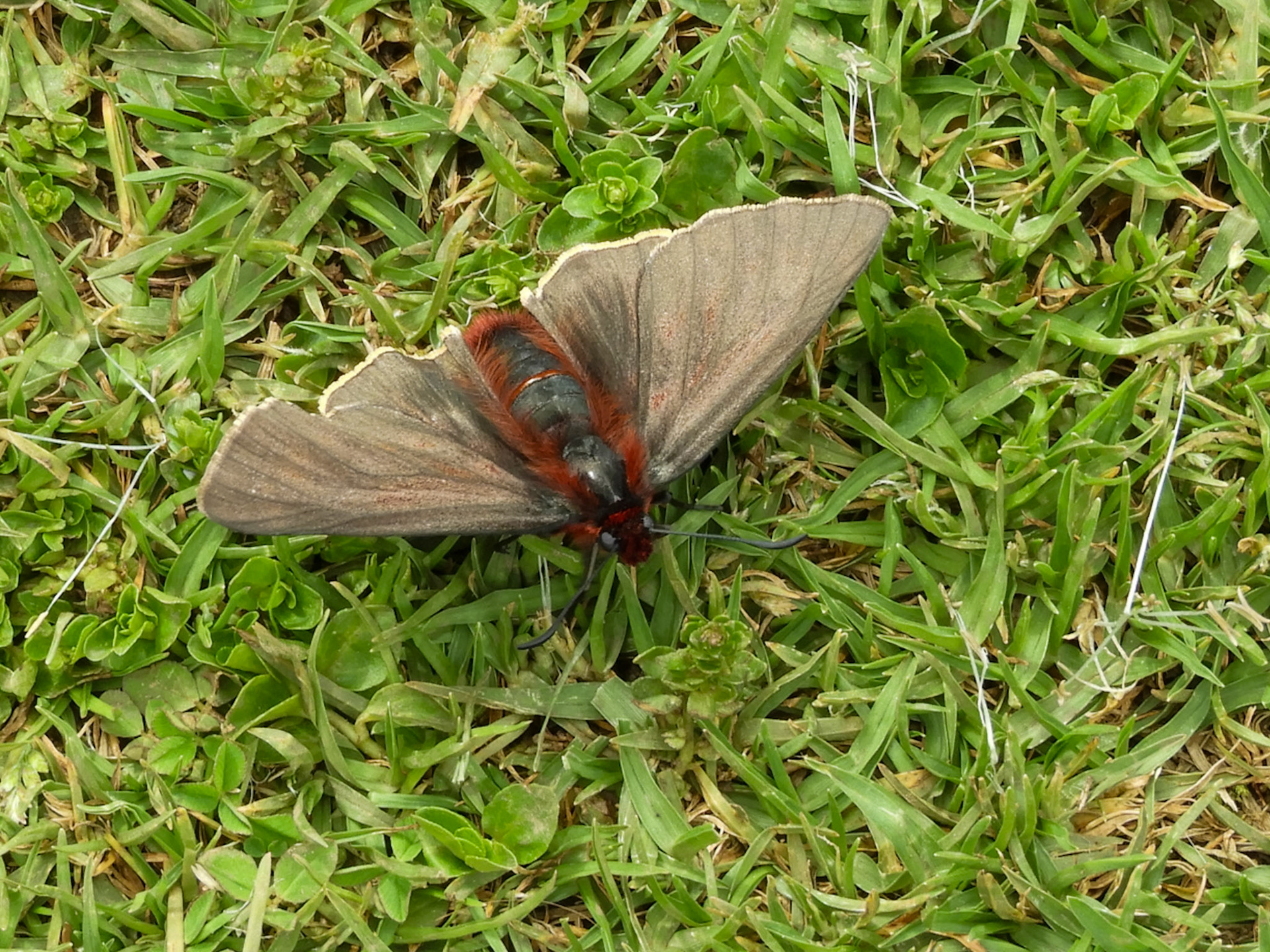 Ruby Tiger__2018-11-11__Nikon__Coolpix B700__ __f/5.2__1/100 sec__CU-109__Mollepata__Peru__13°25'51.402" S 72°33'31.7052" W