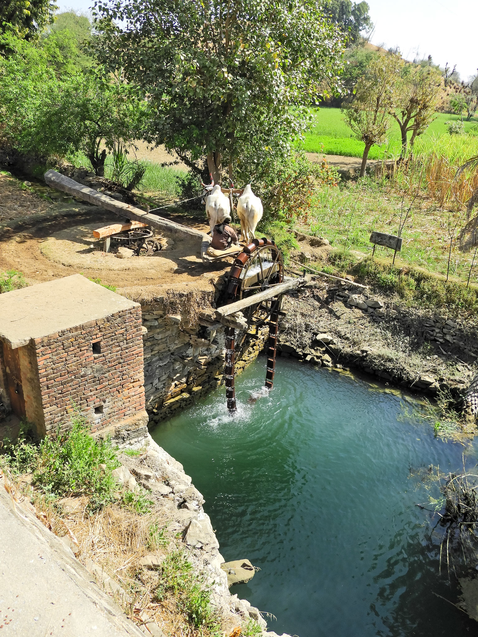 _2018-02-22__Nikon__Coolpix B700__ __f/3.5__1/640 sec__SH32__Punawali__India__24°49'13.9008" N 73°25'49.1412" E