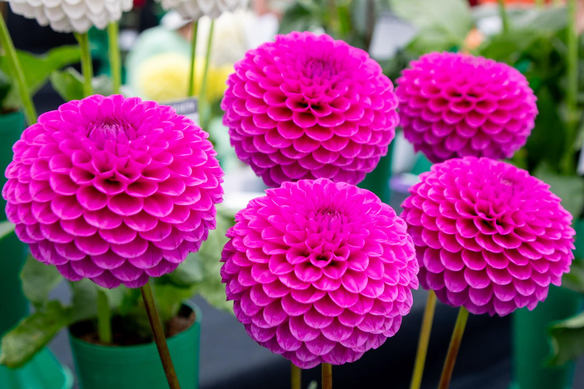 2023-09-05 13:36:17_TAMRON 28-300mm F/3.5-6.3 Di VC PZD A010_f/6.3_1/60 sec_Dahlia cultivar – Ball or Pompon type_Portsmouth Road_Woking_England_51°18'55.386" N 0°28'26.6952" W