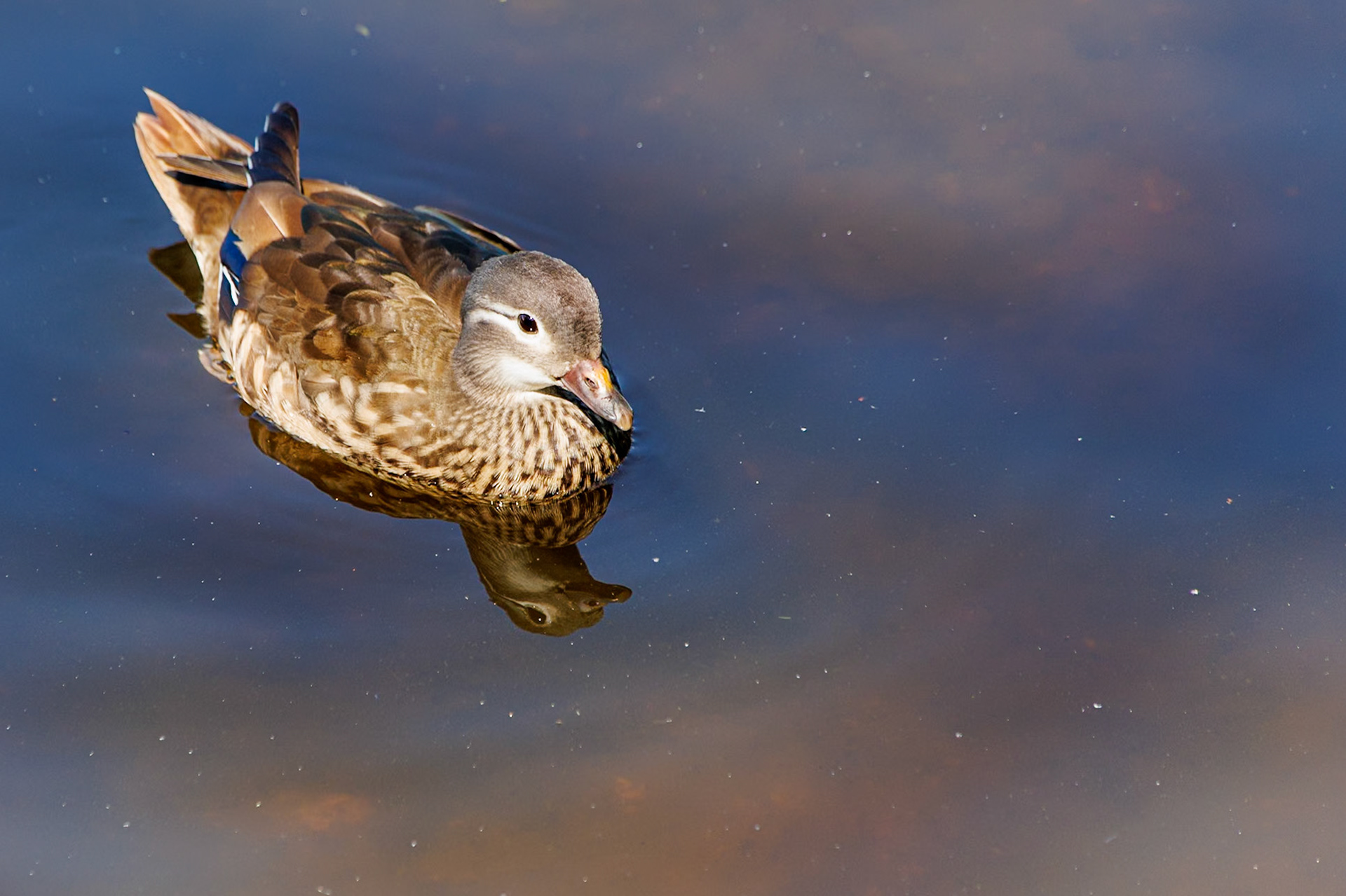 Mandarin Duck__2024-07-29__Canon__Canon EOS R3__ TAMRON 28-300mm F/3.5-6.3 Di VC PZD A010__f/6.3__1/400 sec__Rhododendron Ride__Borough of Runnymede__England__51°25'24.474" N 0°35'40.2612" W