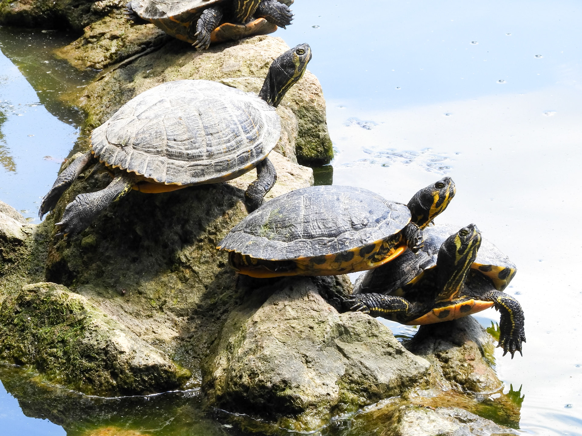 Pond Sliders__2018-05-18__Nikon__Coolpix B700__ __f/7.7__1/60 sec__Via Lombardia__Rome__Italy__41°54'52.956" N 12°28'56.28" E