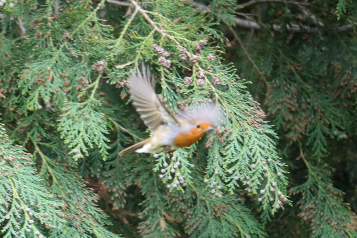 Robin__2023-04-19__Canon__Canon EOS 5D Mark IV__ 150-600mm F5-6.3 DG OS HSM Sports 014__f/6.3__1/500 sec________