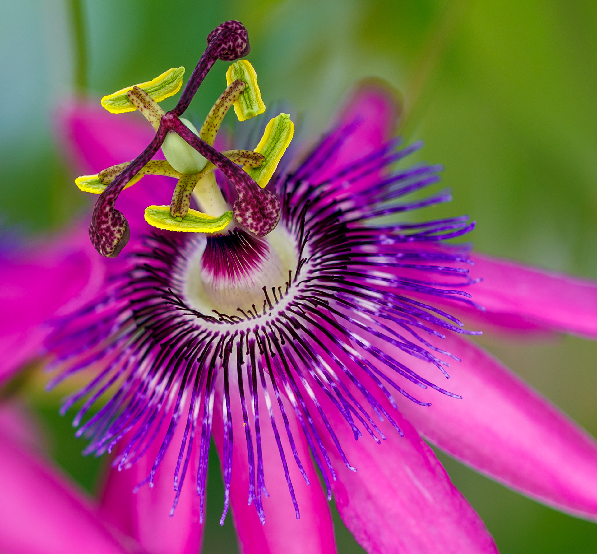 _2024-06-27__Canon__Canon EOS R3__ EF100mm f/2.8L Macro IS USM__f/2.8__1/125 sec__Staines Road__Wraysbury__England__51°27'18.1512" N 0°33'17.982" W