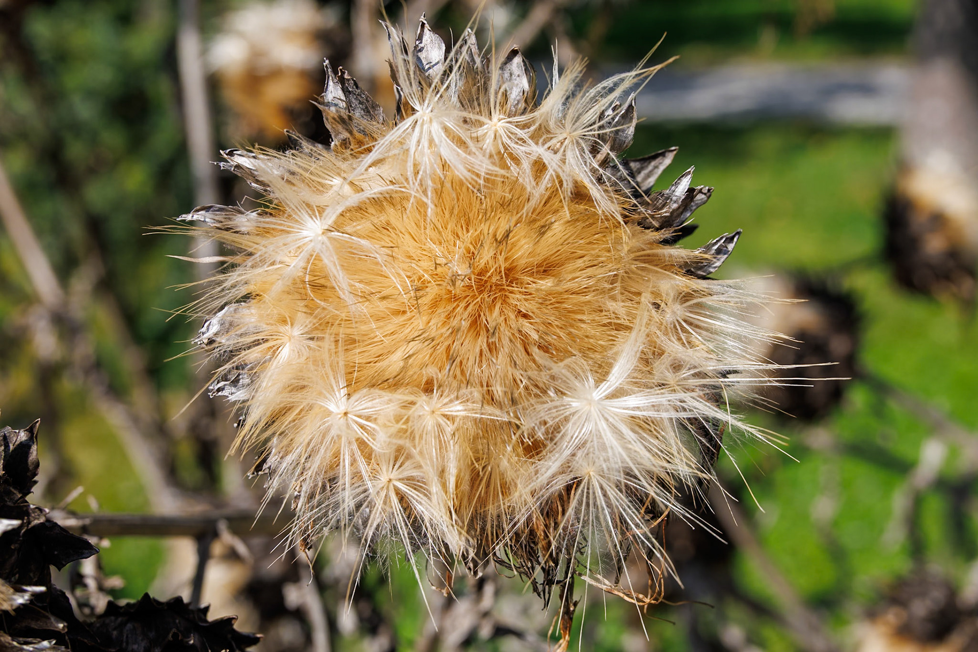 _2024-09-25__Canon__Canon EOS R3__ RF24-240mm F4-6.3 IS USM__f/9__1/200 sec__Mihanovićeva ulica__City of Zagreb__Croatia__45°48'17.352" N 15°58'25.1472" E
