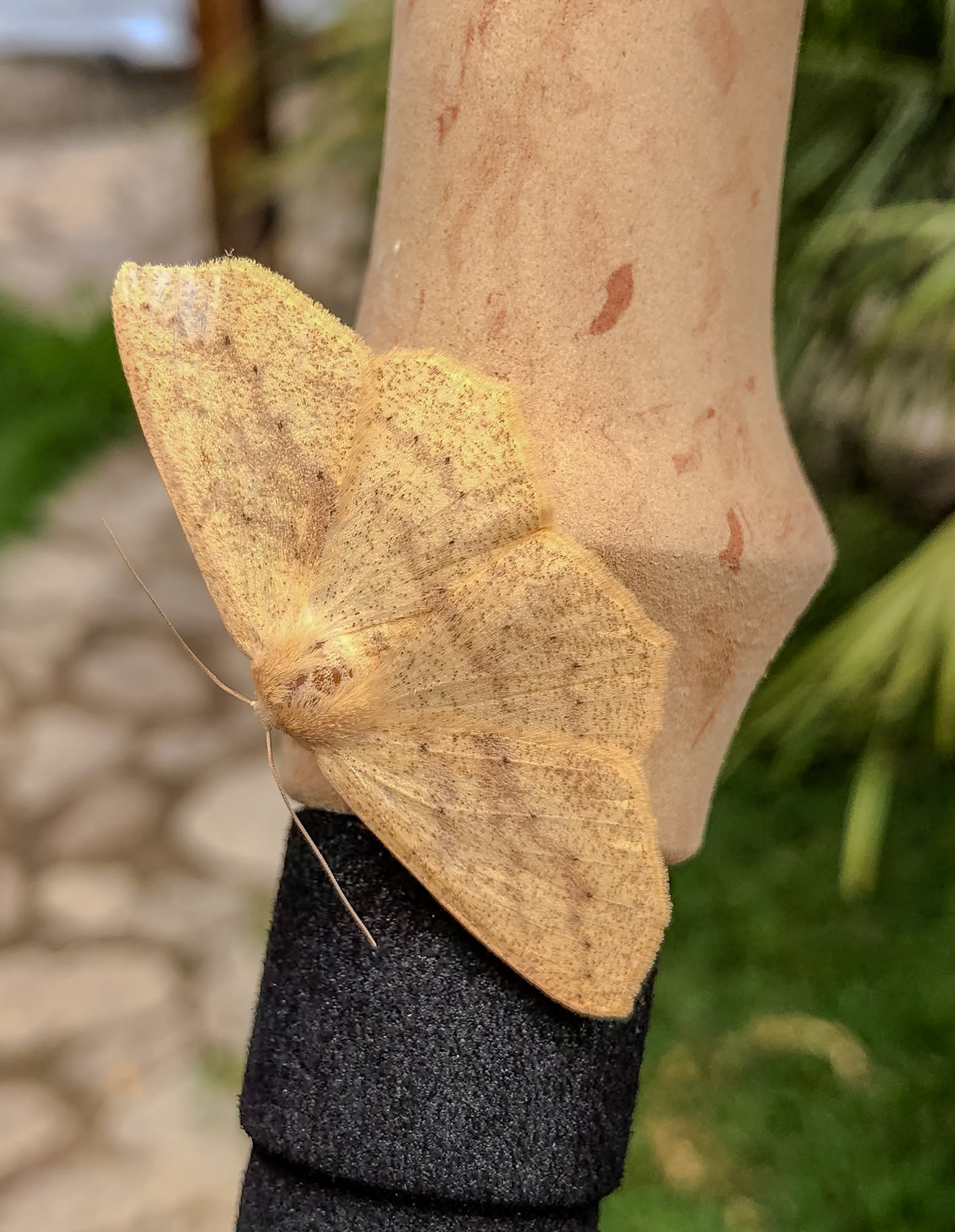 _2018-11-16__iPhone X__ iPhone X back dual camera 4mm f/1.8__f/1.8__1/200 sec__Trilha para Lucmabamba__Paltaychayoc__Peru__13°12'29.3904" S 72°36'39.96" W_