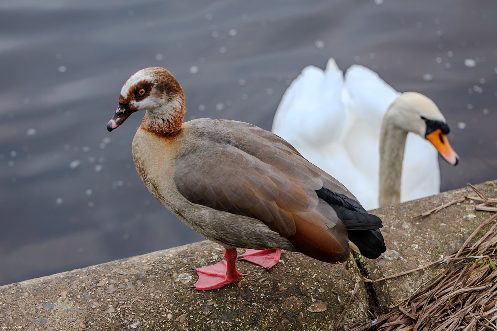 Egyptian Goose + Mute Swan__2024-12-30__Canon__Canon EOS R3__ RF70-200mm F2.8 L IS USM__f/3.2__1/100 sec________