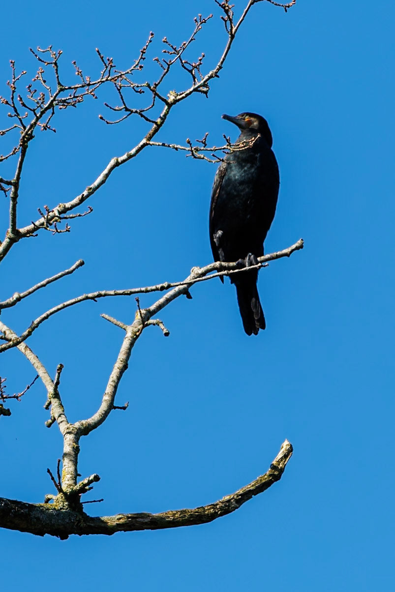 Great Cormorant__2026-03-18__Canon__Canon EOS R3__ RF100-500mm F4.5-7.1 L IS USM__f/8__1/500 sec__Beltwood Lane__Elmbridge__England__51°19'40.62" N 0°25'51.342" W
