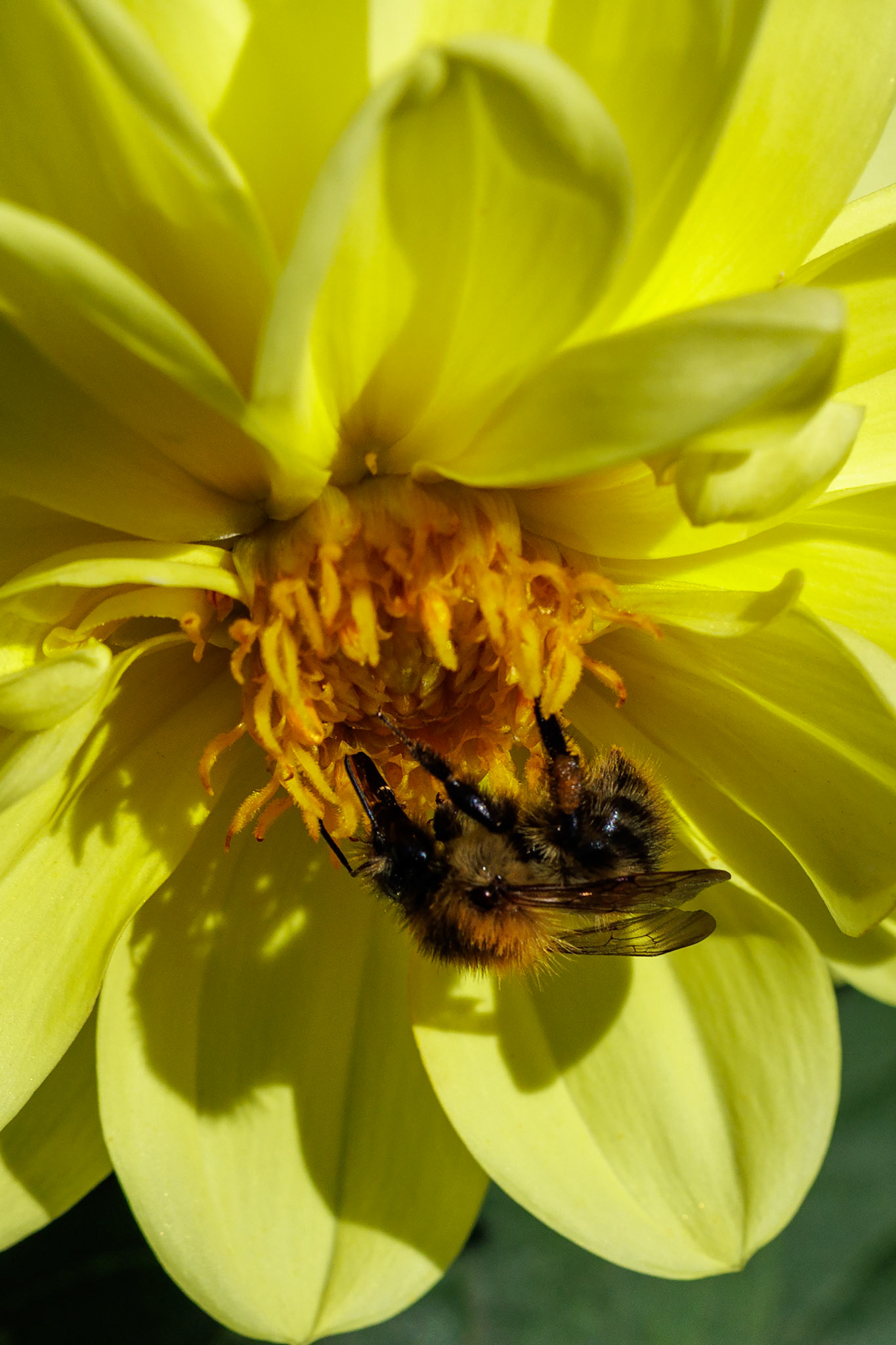 Common Carder Bee on Dahlia__2025-08-25__Canon__Canon EOS R3__ EF100mm f/2.8L Macro IS USM__f/9__1/1000 sec__Old School Court__Hythe End__England__51°27'18.432" N 0°33'17.8092" W
