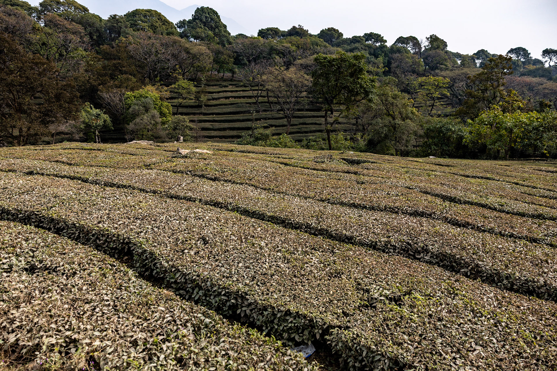 __2025-12-13__Canon__Canon EOS R3__ RF24-70mm F2.8 L IS USM__f/4.5__1/1000 sec________