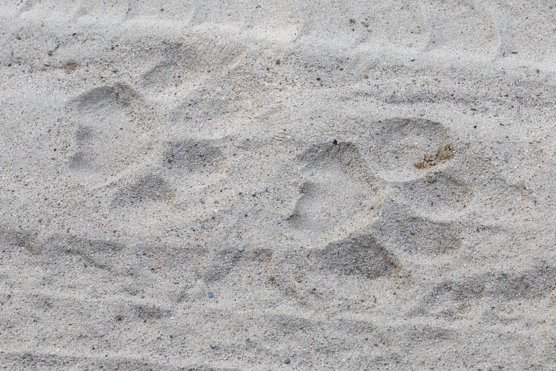 __2025-12-01__Canon__Canon EOS R3__ RF100-500mm F4.5-7.1 L IS USM__f/14__1/13 sec____Dhela__India__29°25'8.5512" N 78°57'43.7292" E