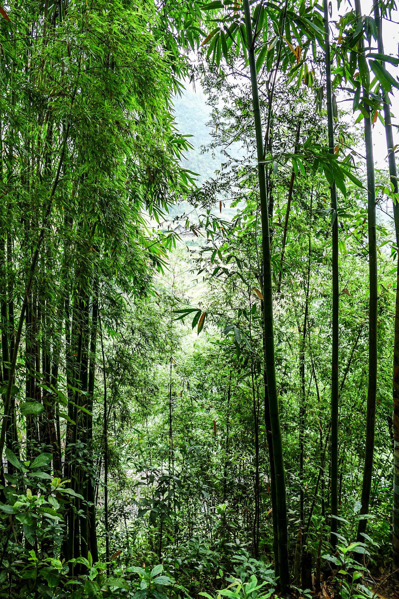 2019-09-09 12:19:08__f/2.8_1/80 sec_Plants: Bambusoideae__Sapa_Vietnam