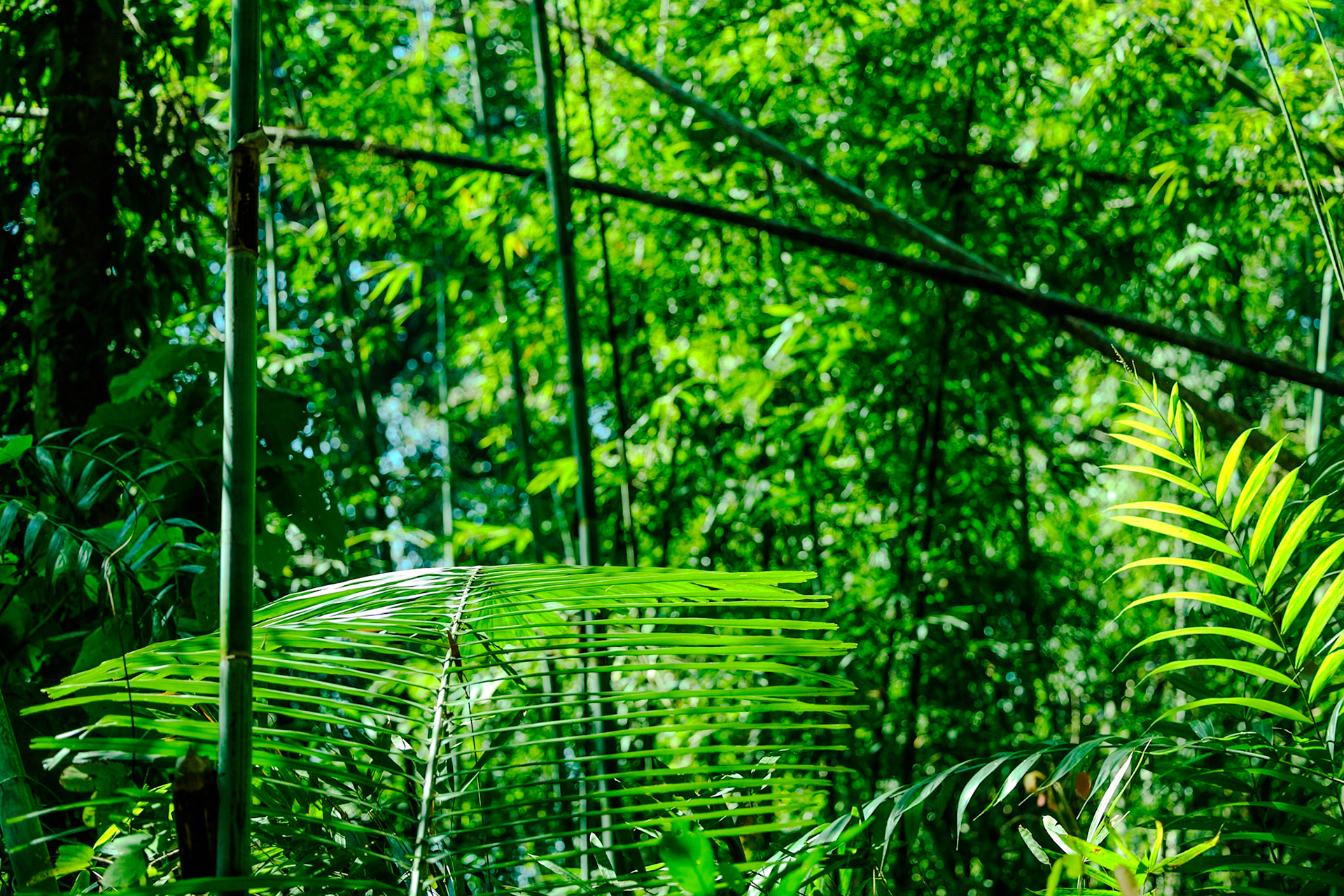 _2025-02-11__Canon__Canon EOS R3__ RF70-200mm F2.8 L IS USM__f/2.8__1/2000 sec______Thailand__8°54'54.018" N 98°31'28.2828" E