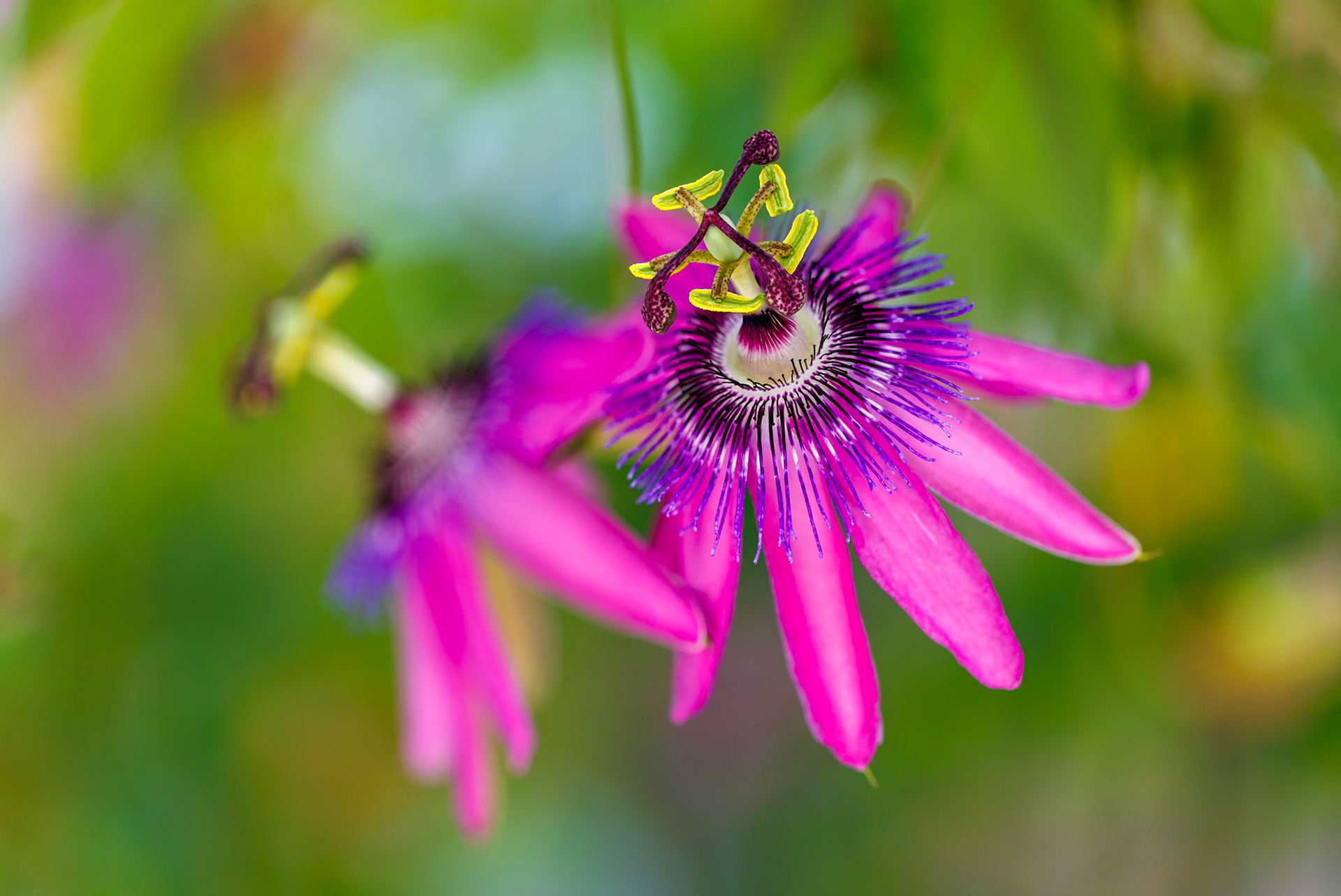 _2024-06-27__Canon__Canon EOS R3__ EF100mm f/2.8L Macro IS USM__f/2.8__1/125 sec__Staines Road__Wraysbury__England__51°27'18.1512" N 0°33'17.982" W