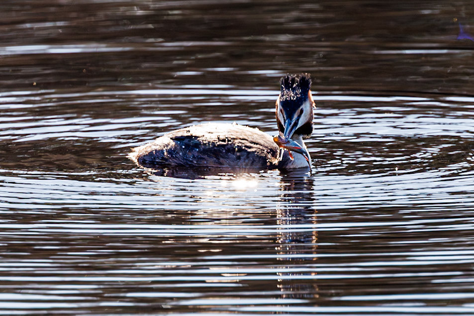 Great Crested Grebe__2026-03-21__Canon__Canon EOS R3__ RF100-500mm F4.5-7.1 L IS USM__f/8__1/2000 sec__Rhododendron Ride__Borough of Runnymede__England__51°25'20.028" N 0°35'41.01" W