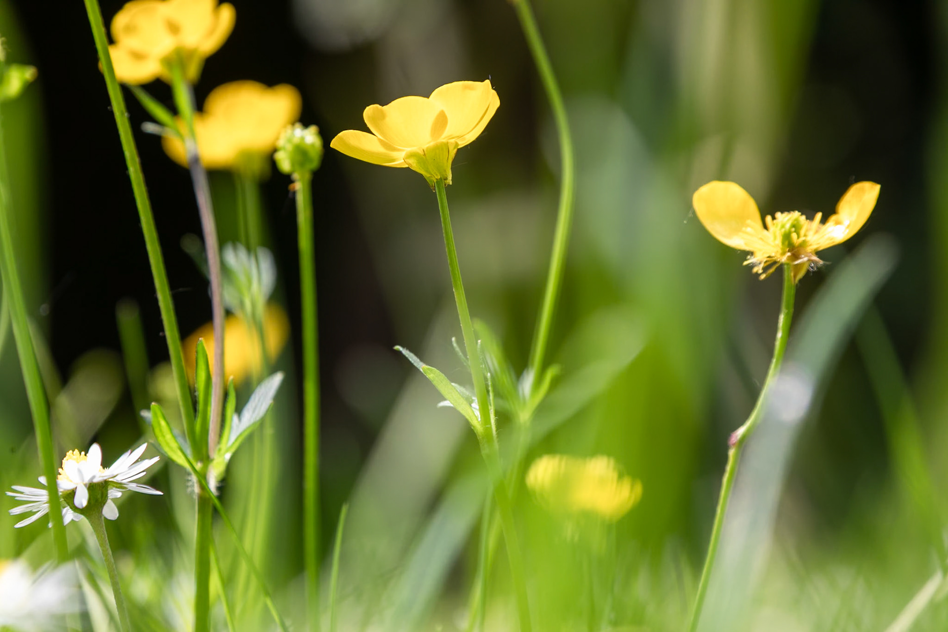 2023-05-16 12:38:29_TAMRON 28-300mm F/3.5-6.3 Di VC PZD A010_f/11_1/160 sec_Buttercups__Staines Road_Wraysbury_England_51°27'19.1088" N 0°33'18.8568" W