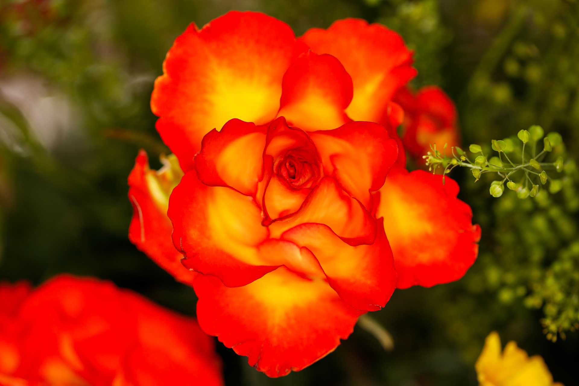 _2024-03-27__Canon__Canon EOS 5D Mark IV__ EF100mm f/2.8L Macro IS USM__f/4__1/60 sec________