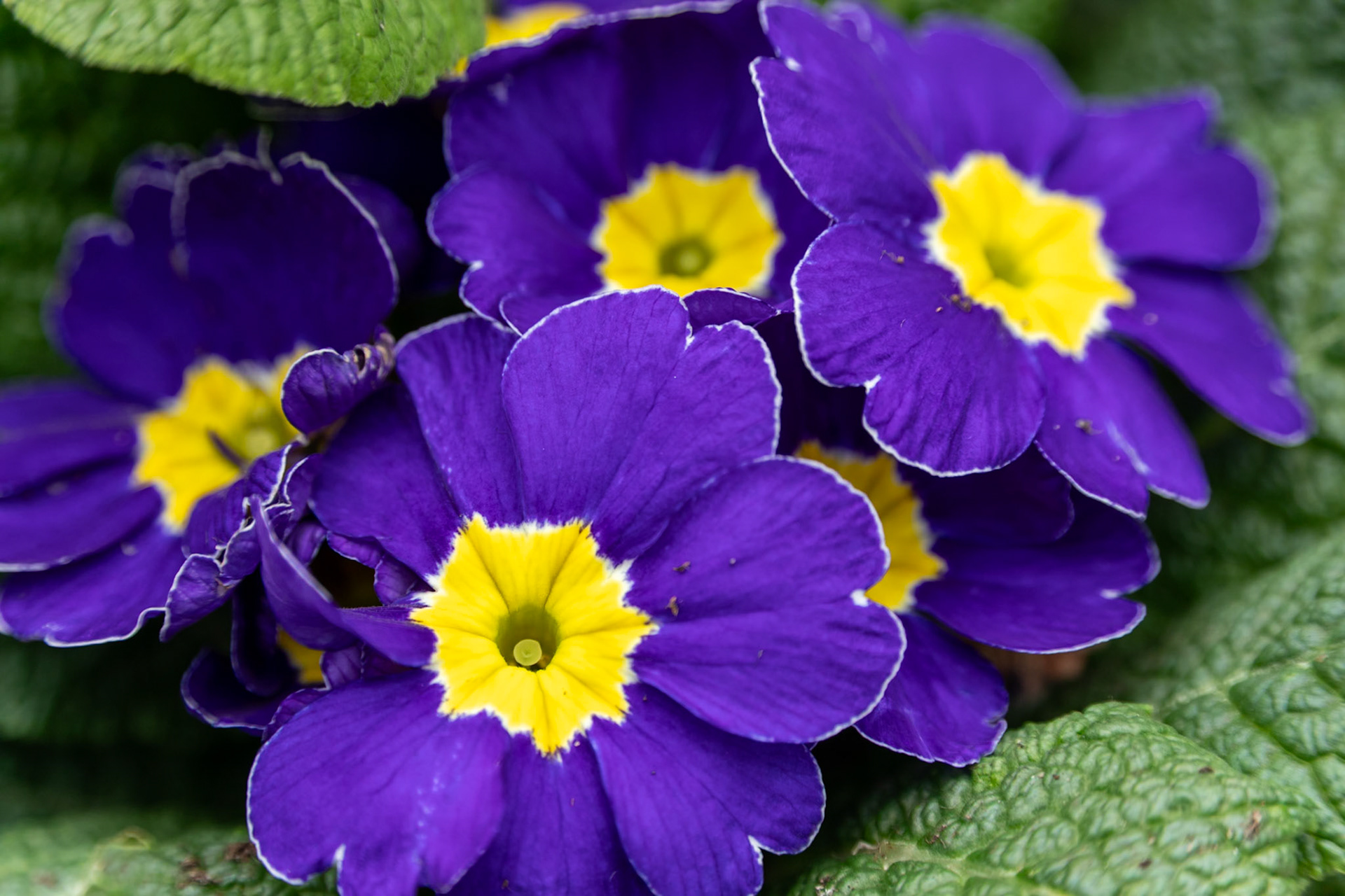 2023-03-07 13:38:11_TAMRON 28-300mm F/3.5-6.3 Di VC PZD A010_f/6.3_1/125 sec___Staines Road_Wraysbury_England_51°27'17.9532" N 0°33'18.09" W