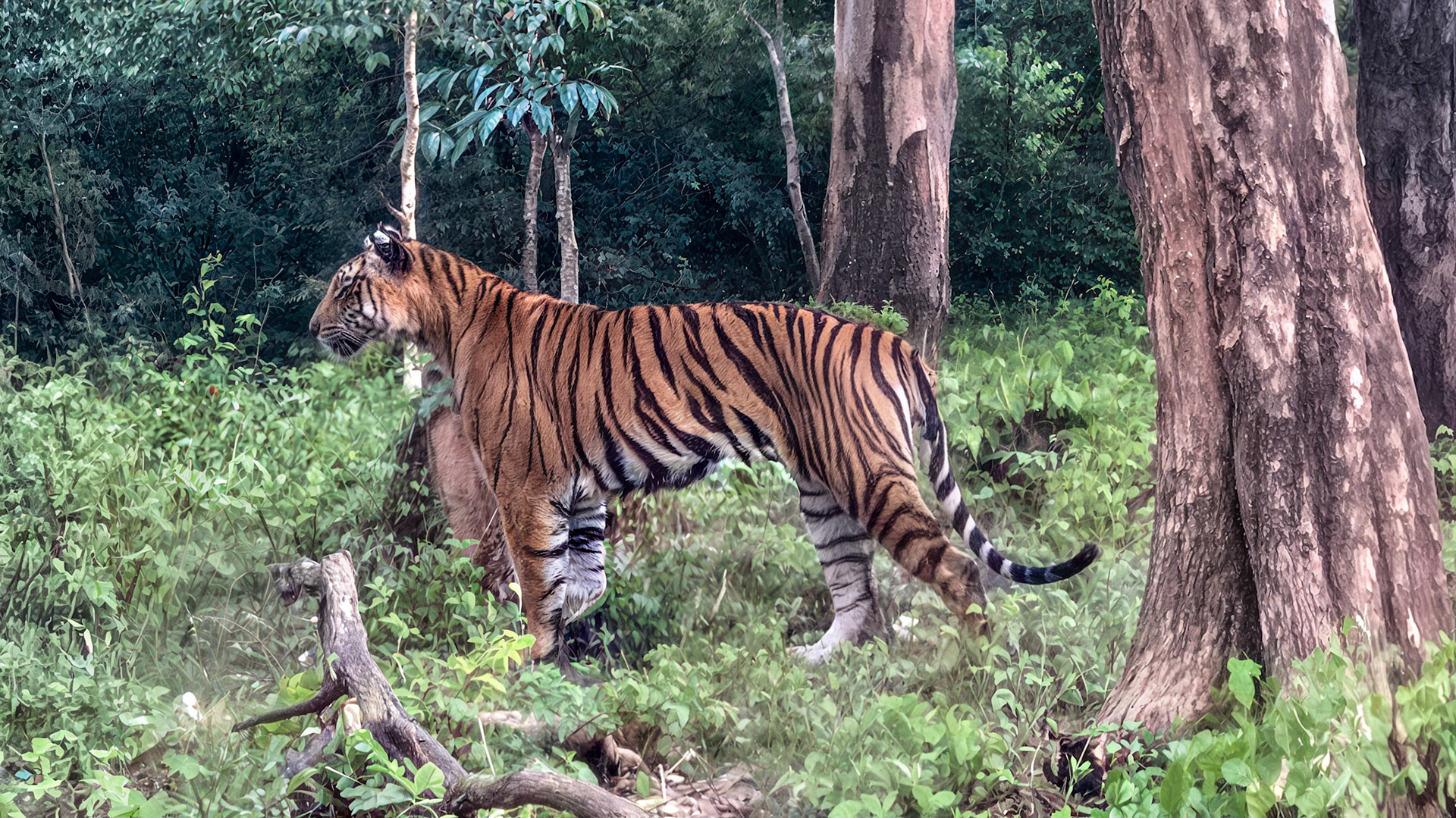 Tiger__2025-07-15______ iPhone 11 Pro back triple camera 6mm f/2______Bandipur National Park____India__