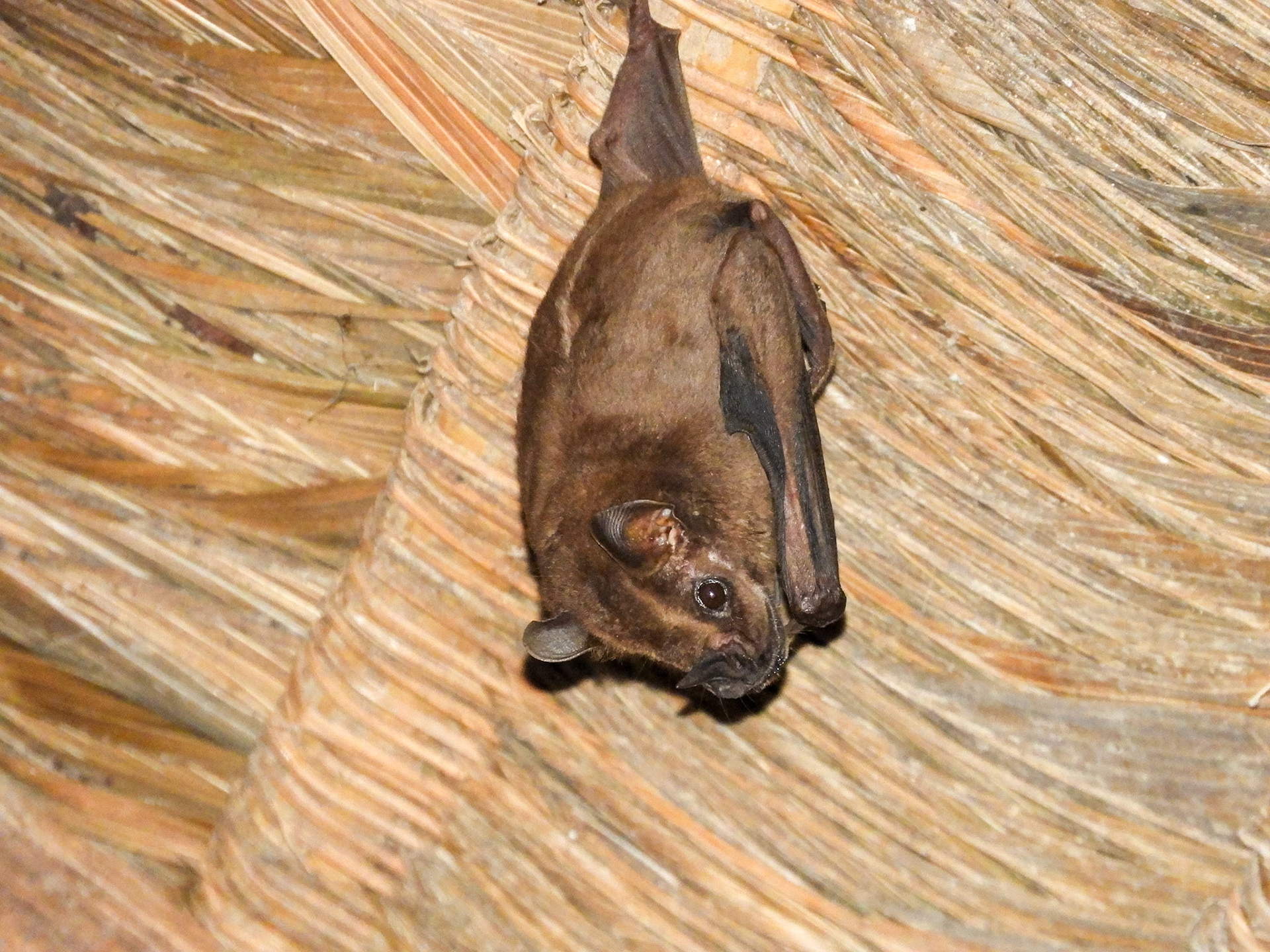 Jamaican Fruit Bat__2018-11-06__Nikon__Coolpix B700__ __f/5.6__1/125 sec____Las Piedras__Peru__12°32'29.8068" S 69°3'12.69" W