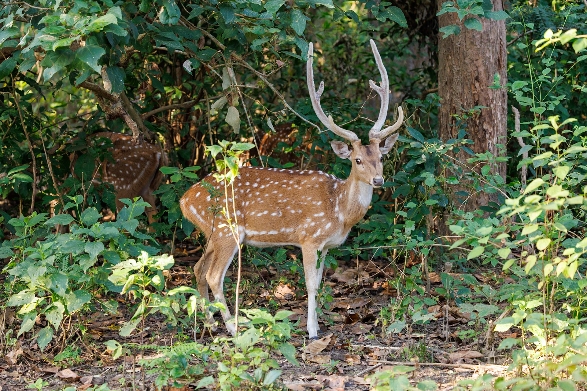 Chital__2025-11-30__Canon__Canon EOS R3__ RF100-500mm F4.5-7.1 L IS USM__f/5__1/200 sec____Sultan FRH__India__29°32'30.3144" N 79°3'25.092" E