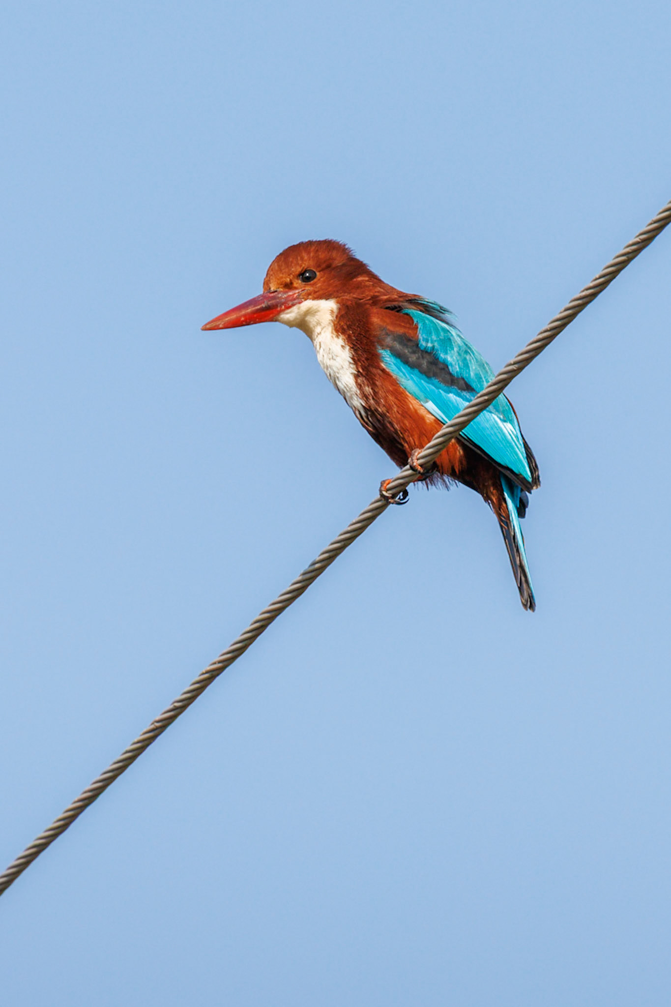 White-throated Kingfisher__2025-12-01__Canon__Canon EOS R3__ RF100-500mm F4.5-7.1 L IS USM__f/14__1/320 sec____Dhela FRH__India__29°24'52.452" N 78°59'50.7264" E