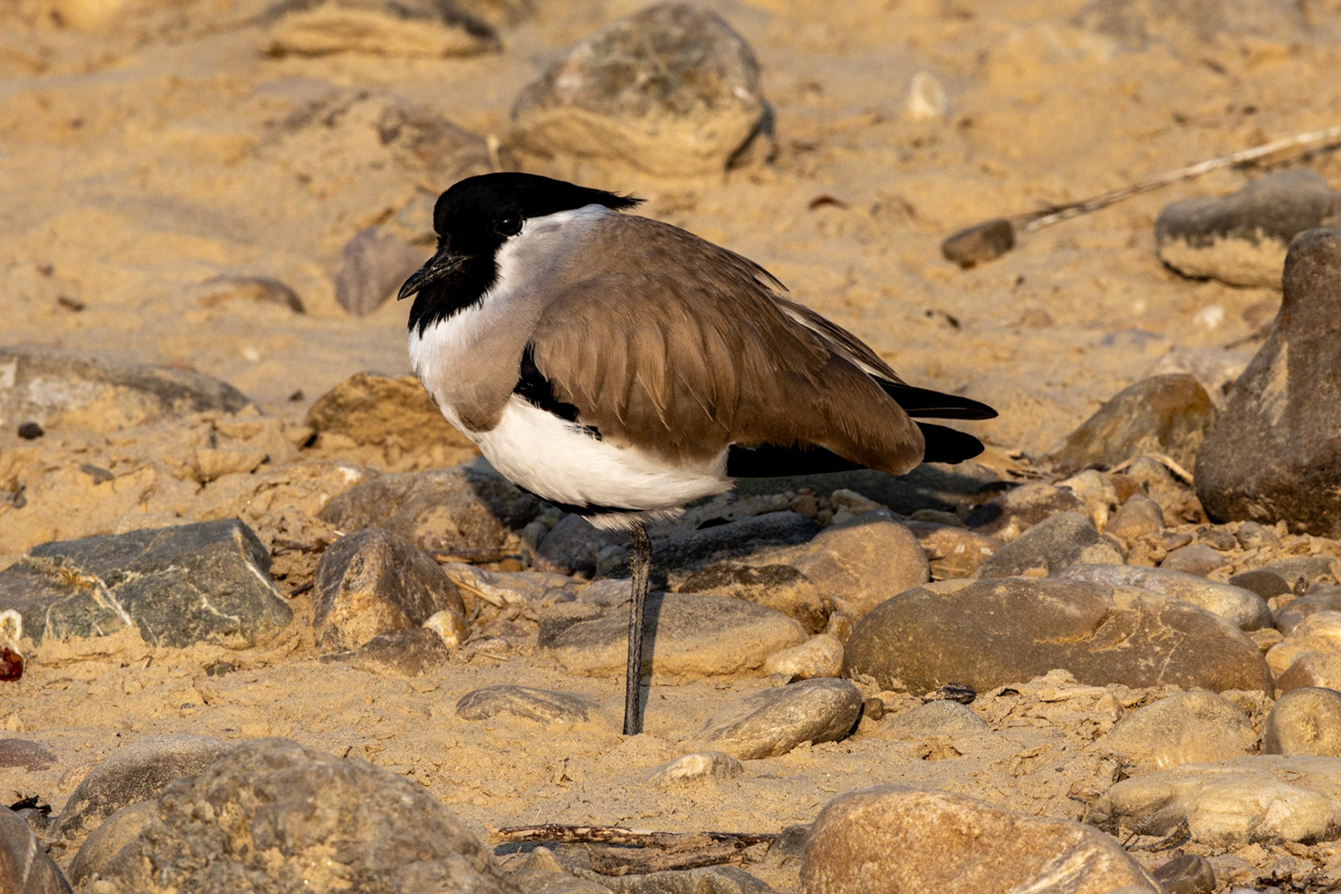 Spur-winged Lapwing__2025-12-02__Canon__Canon EOS R3__ RF100-500mm F4.5-7.1 L IS USM__f/14__1/1000 sec__Jhirna Tourism Rd.__JhirnaFRH__India__29°26'53.8188" N 78°53'37.356" E