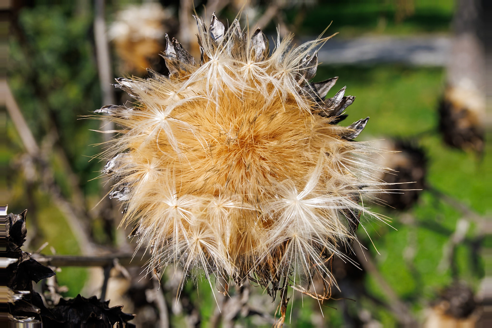 2024-09-25 12:22:18_RF24-240mm F4-6.3 IS USM_f/9_1/200 sec_Cynara cardunculus var. scolymusGlobe Artichoke (seed head)Mihanovićeva ulica_City of Zagreb_Croatia_45°48'17.352" N 15°58'25.1472" E