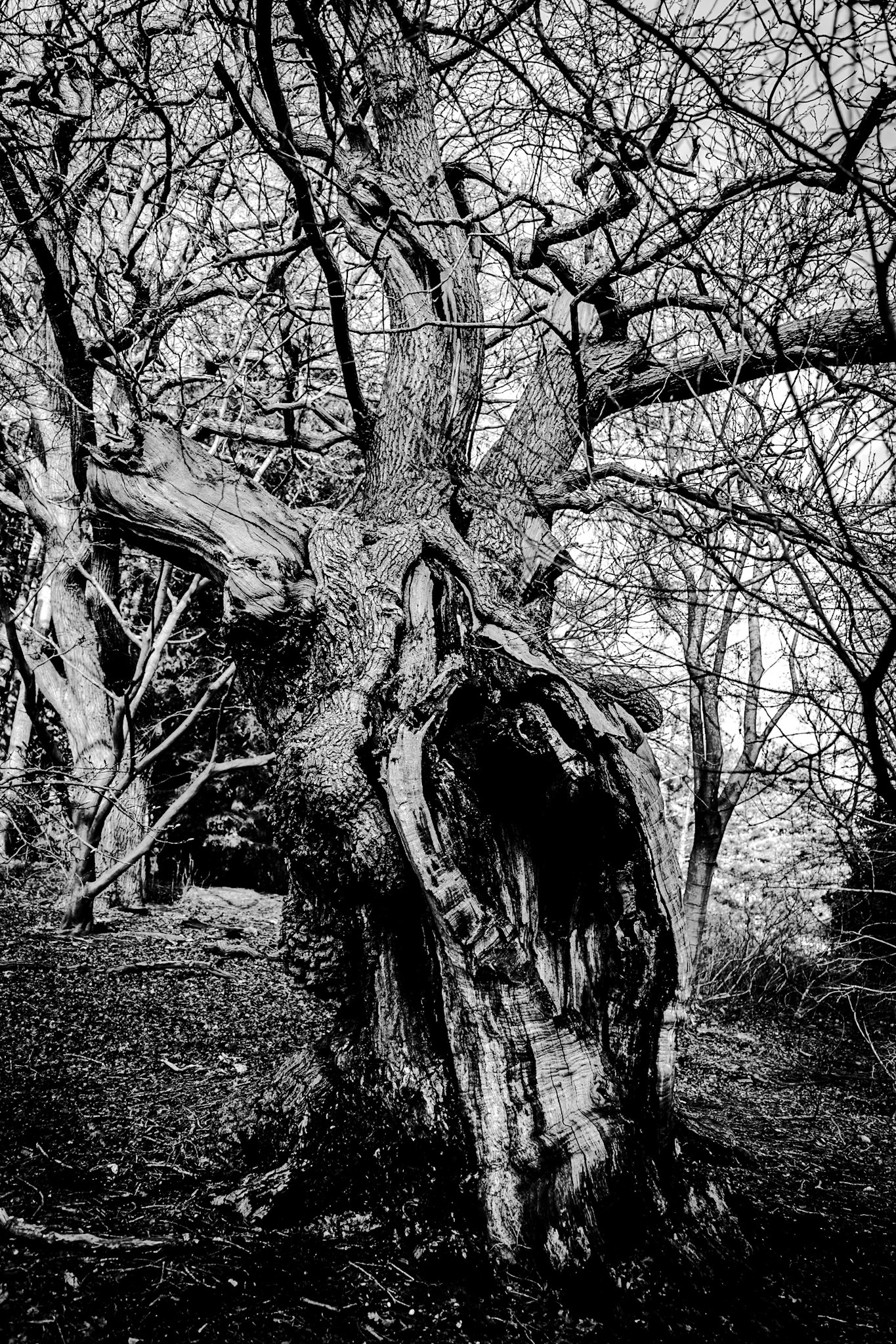 2025-01-07 13:50:09_RF28-70mm F2.8 IS STM_f/3.2_1/80 sec_The Valley Gardens_Old Windsor_England_51°24'58.1832" N 0°36'11.34" W