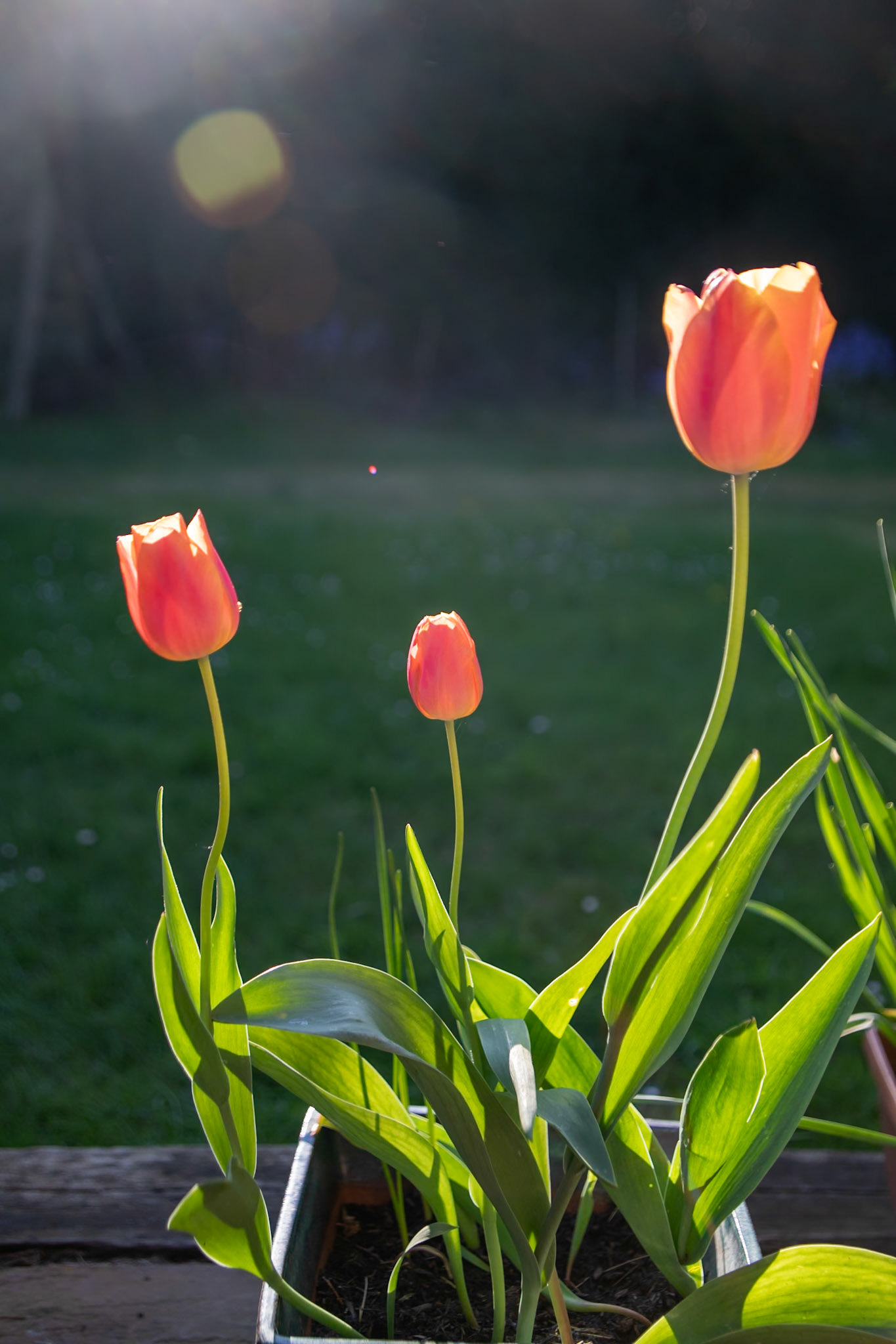 _2023-05-01__Canon__Canon EOS 5D Mark IV__ TAMRON 28-300mm F/3.5-6.3 Di VC PZD A010__f/4.5__1/160 sec__Staines Road__Wraysbury__England__51°27'18.5508" N 0°33'17.532" W