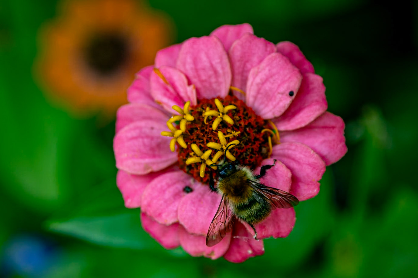 2023-08-17 15:42:01_TAMRON 28-300mm F/3.5-6.3 Di VC PZD A010_f/6.3_1/160 sec_Zinnia elegans – Zinnia  Pollinator: Bombus pascuorum_Staines Road_Wraysbury_England_51°27'18.054" N 0°33'18.0072" W