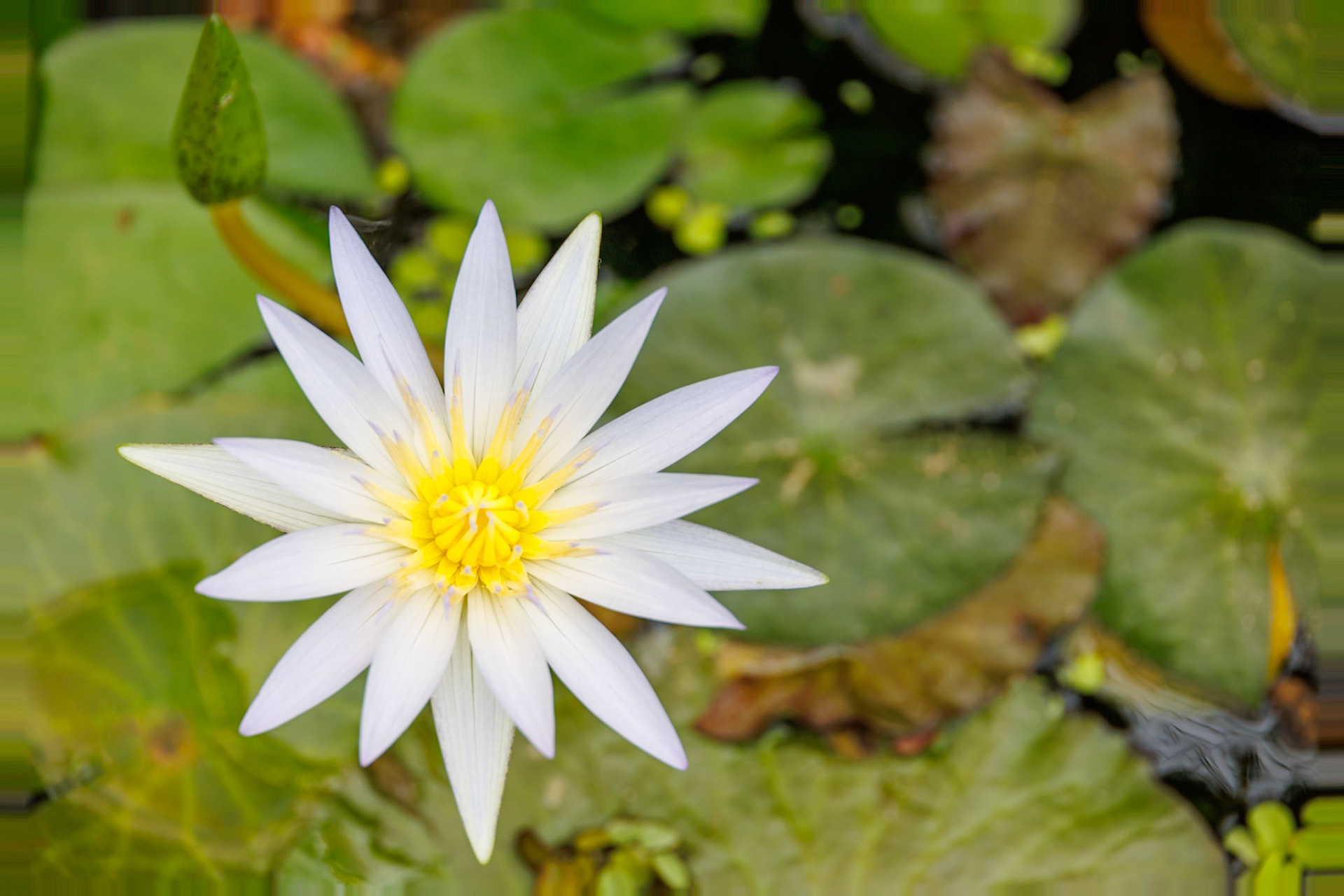 2024-09-25 12:04:53_RF24-240mm F4-6.3 IS USM_f/6.3_1/200 sec_Blue lotus or tropical water lily (Nymphaea caerulea or Nymphaea nouchali)_Mihanovićeva ulica_City of Zagreb_Croatia_45°48'18.1008" N 15°58'13.296" E